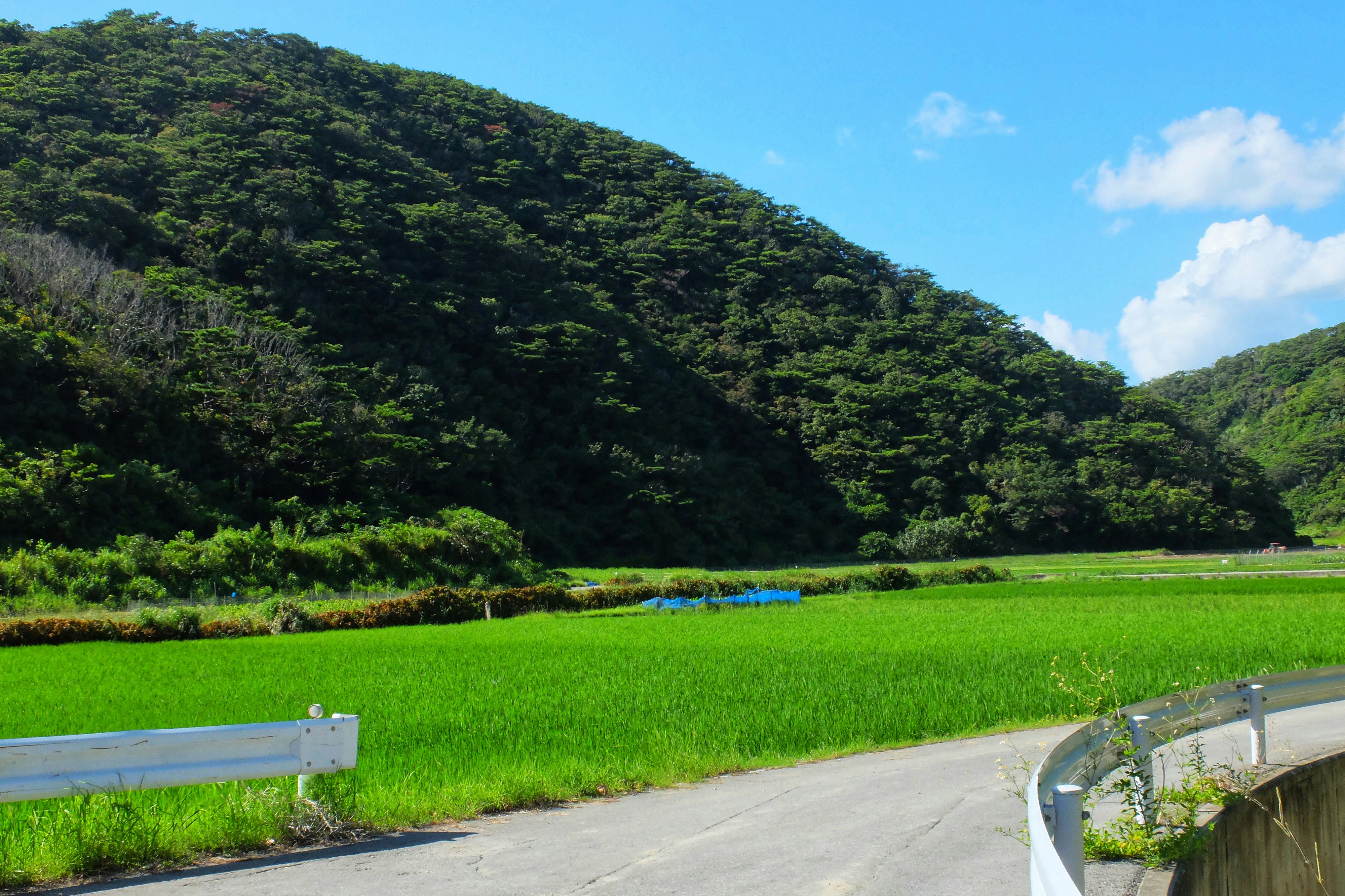 緑の山に囲まれた田園と曲がる農道
