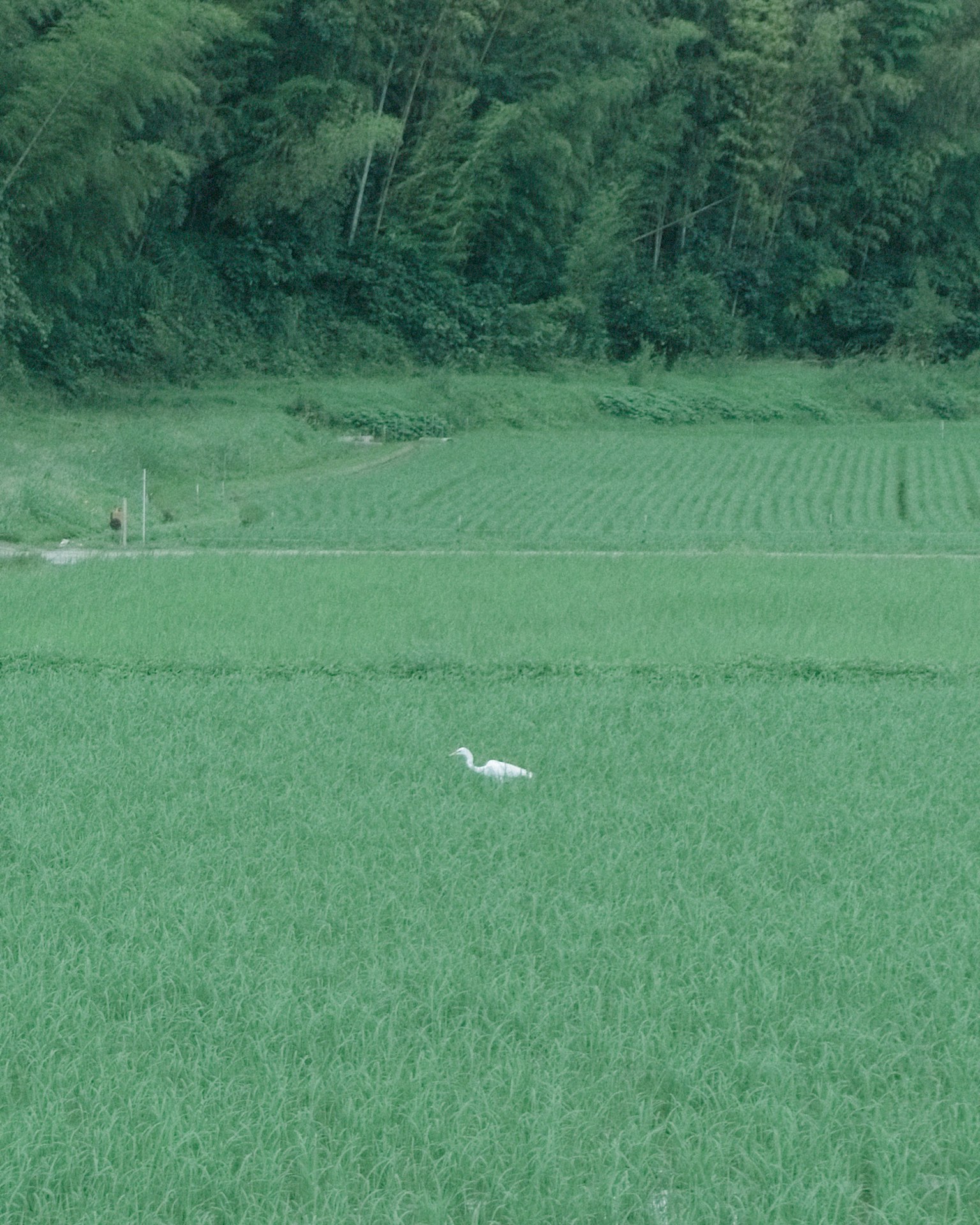 Un airone bianco in piedi in un campo di riso verde con una vegetazione lussureggiante sullo sfondo
