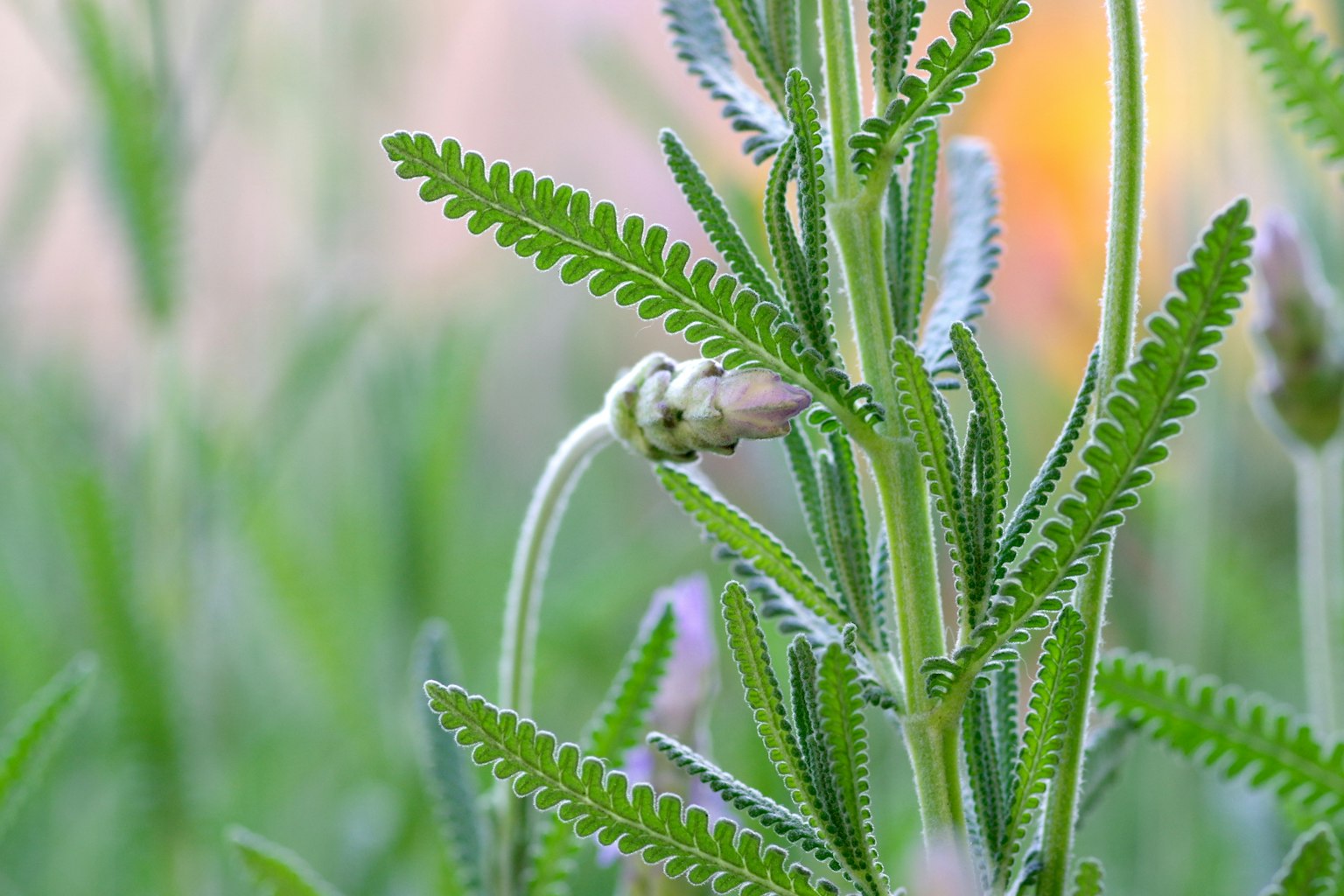 Close-up of a plant with green leaves and a budding flower