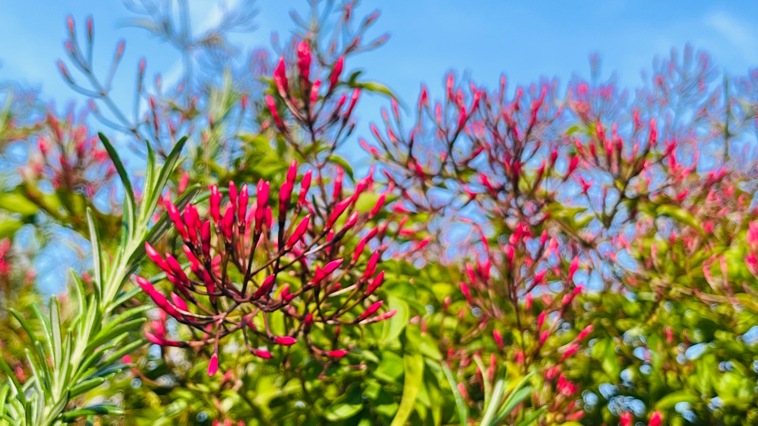 Bunga merah cerah dan daun hijau dari tanaman di bawah langit biru