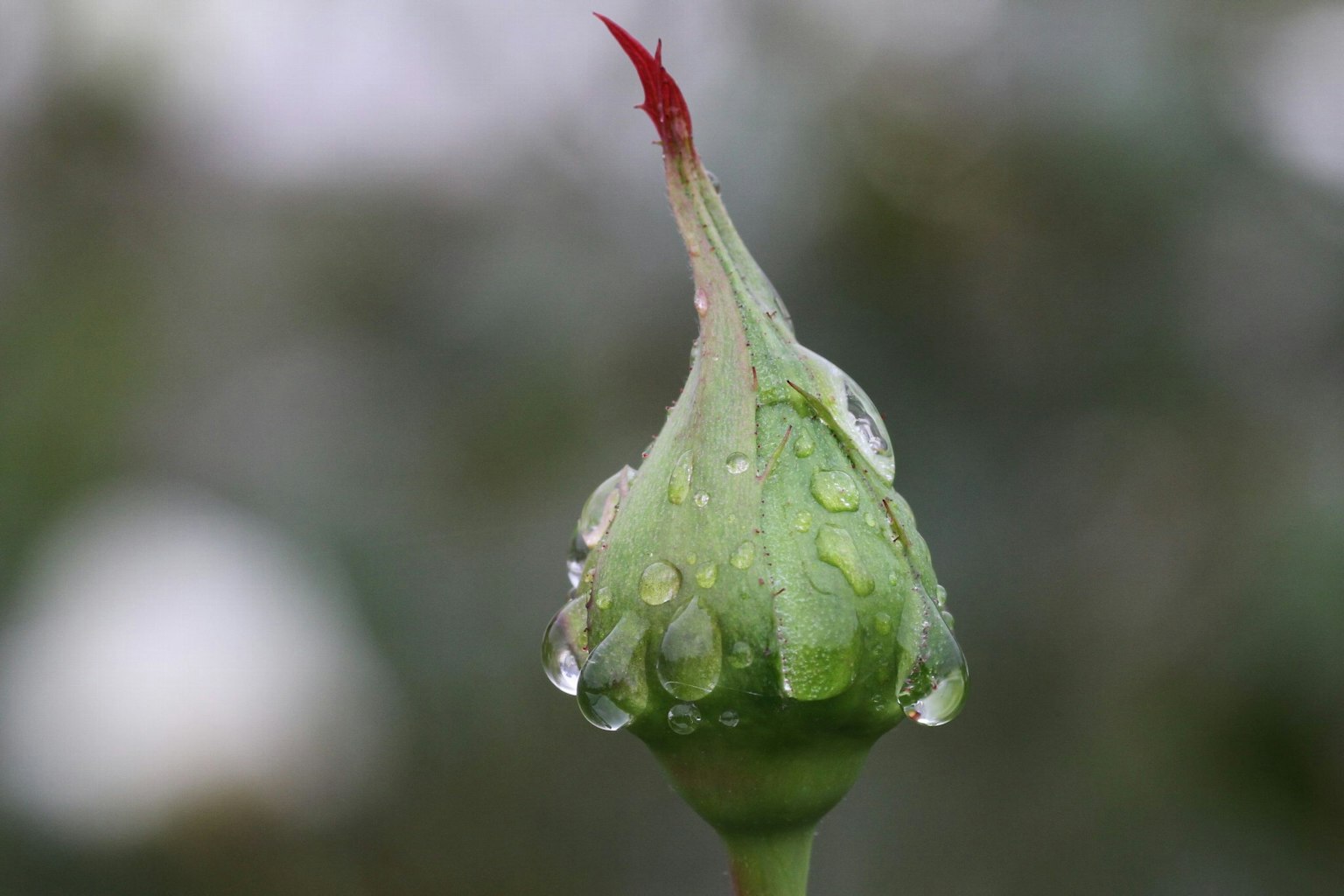 Acercamiento de un capullo de rosa verde con gotas de agua