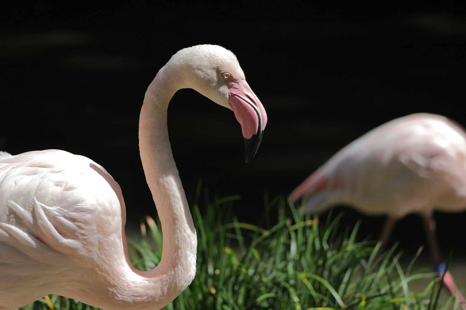 Flamingo berdiri di antara rumput dengan latar belakang gelap
