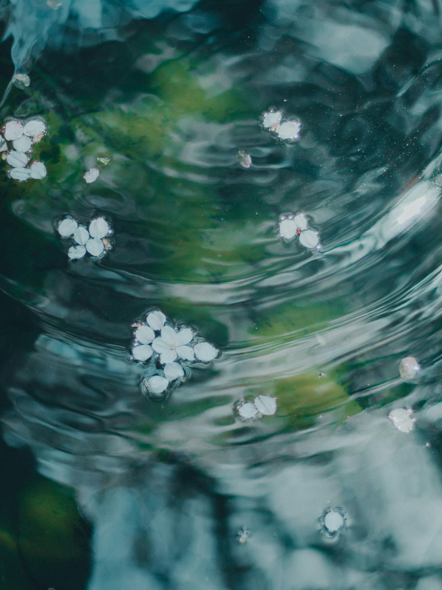 Surface d'eau calme avec des pétales blancs flottants et des feuilles vertes