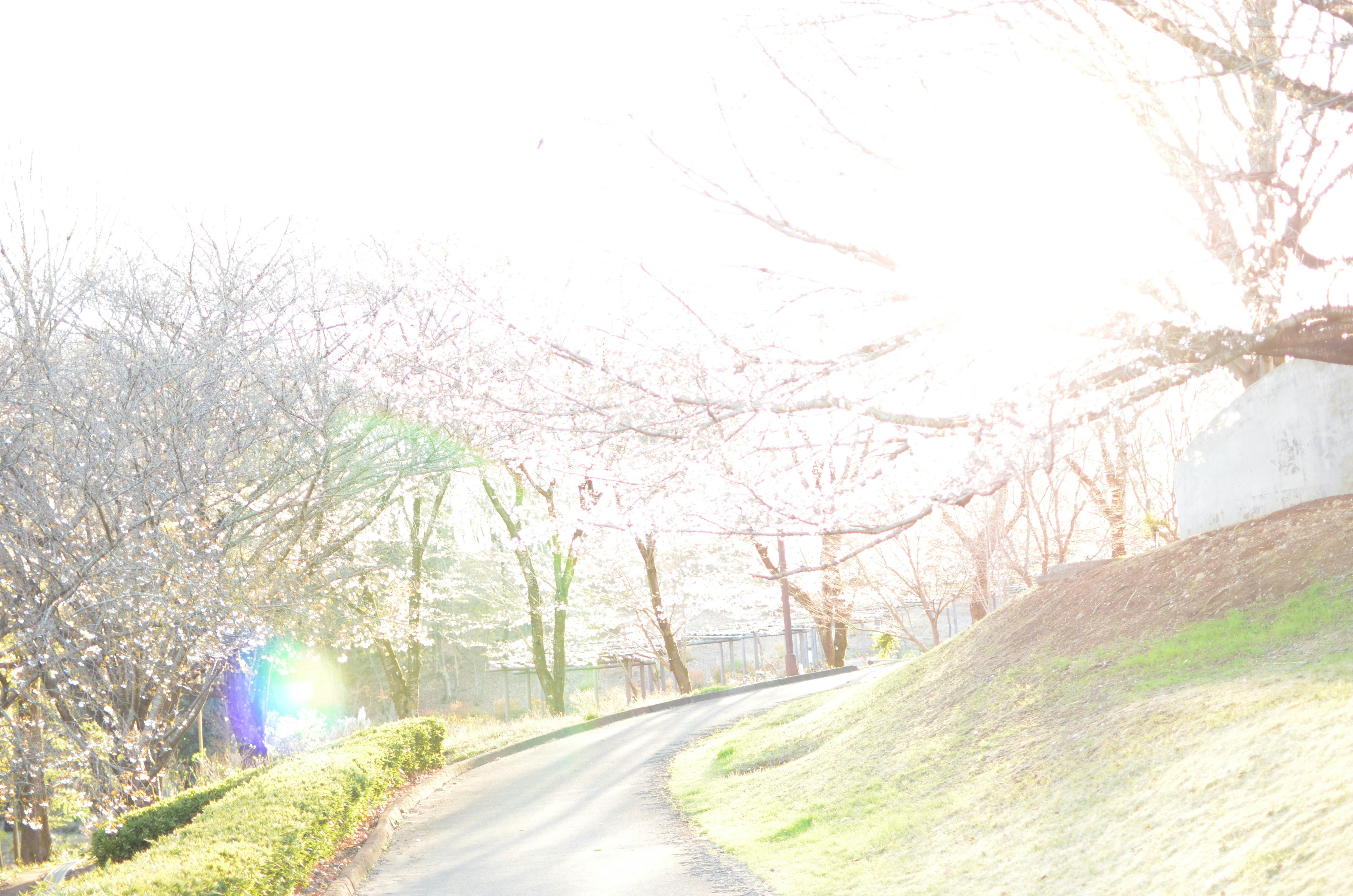 桜並木の続く坂道のある公園の小径