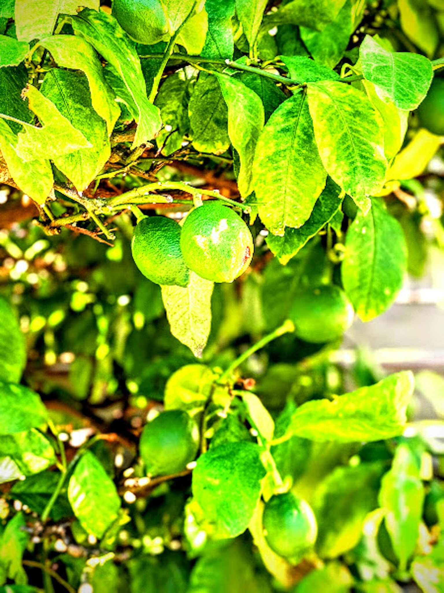 Árbol de limón con limones inmaduros rodeados de hojas verdes vibrantes