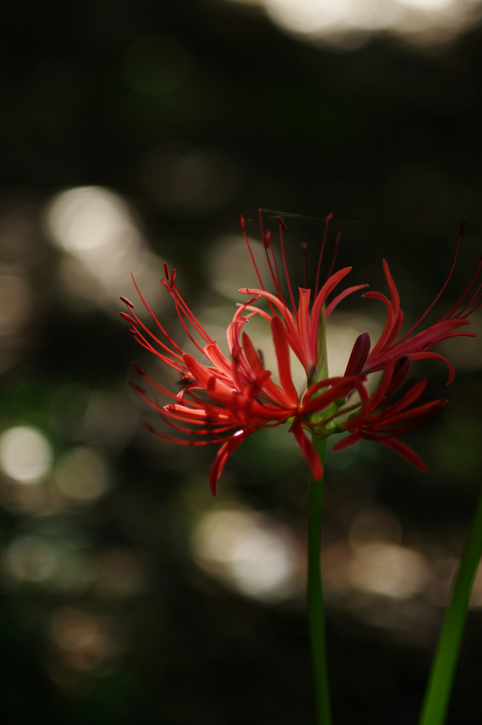 Sebuah bunga merah cerah menonjol di latar belakang kabur