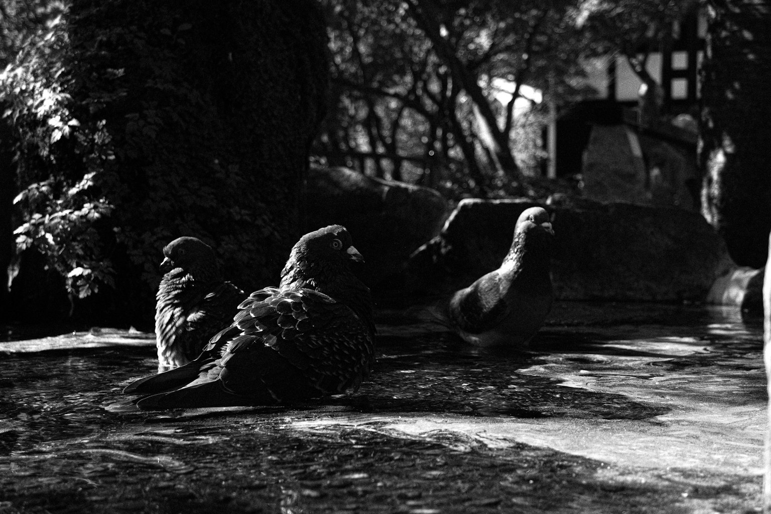 Immagine di piccioni in bianco e nero in uno stagno