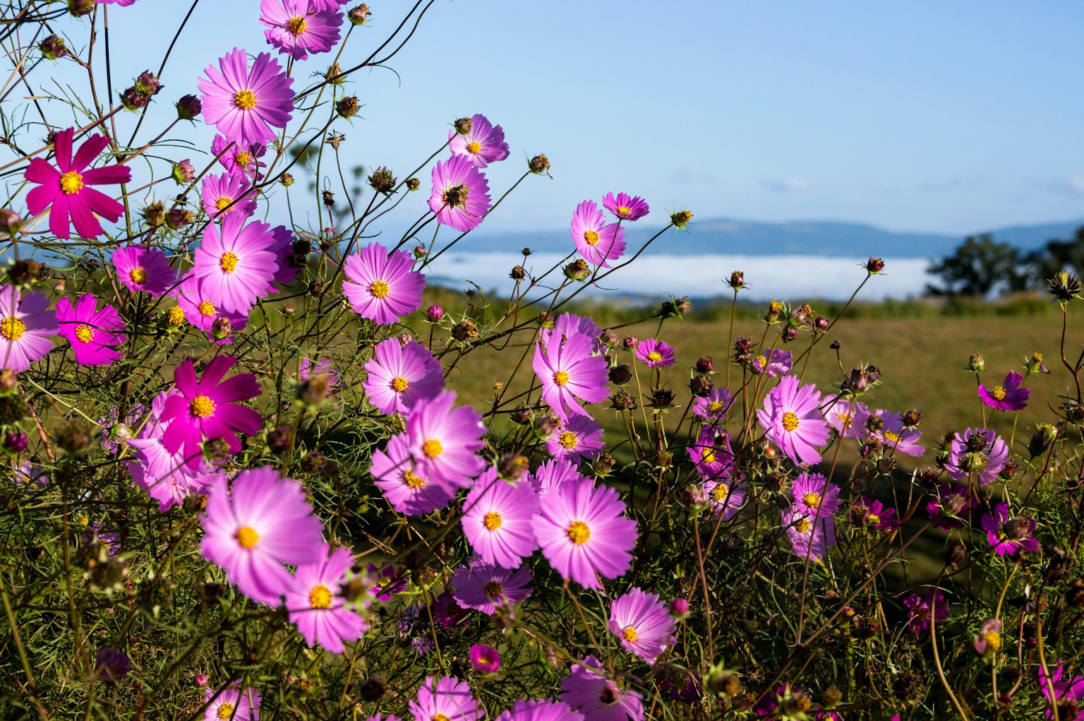 Hermosas flores de cosmos rosadas floreciendo en un paisaje escénico