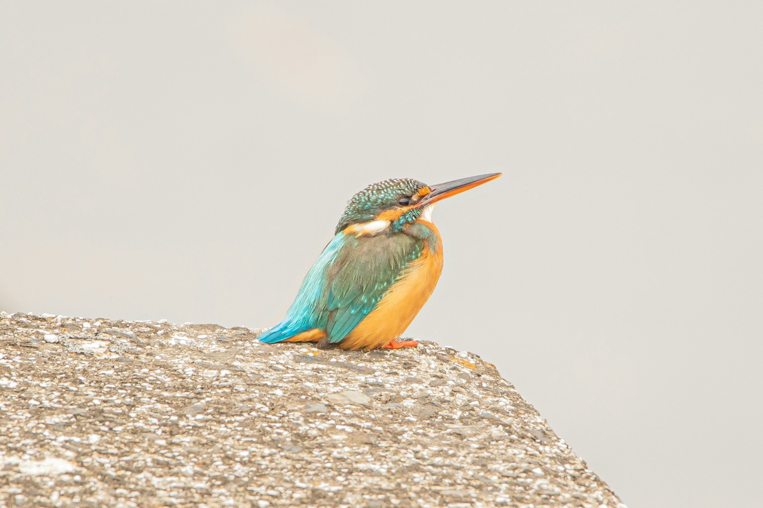Un martin pescatore con piume blu e arancioni vivaci seduto su una pietra