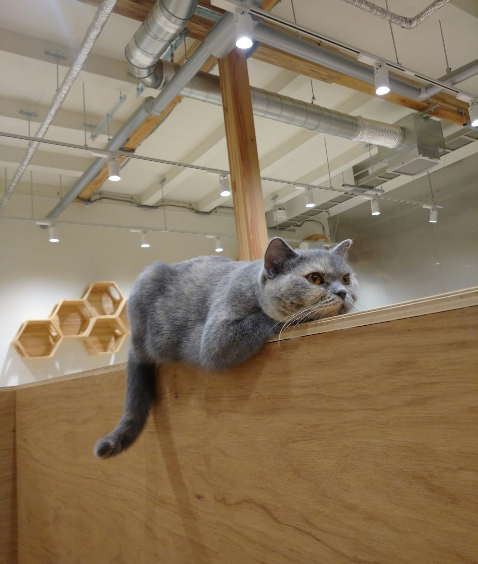 Gatto grigio sdraiato su un ledge di legno in un interno moderno