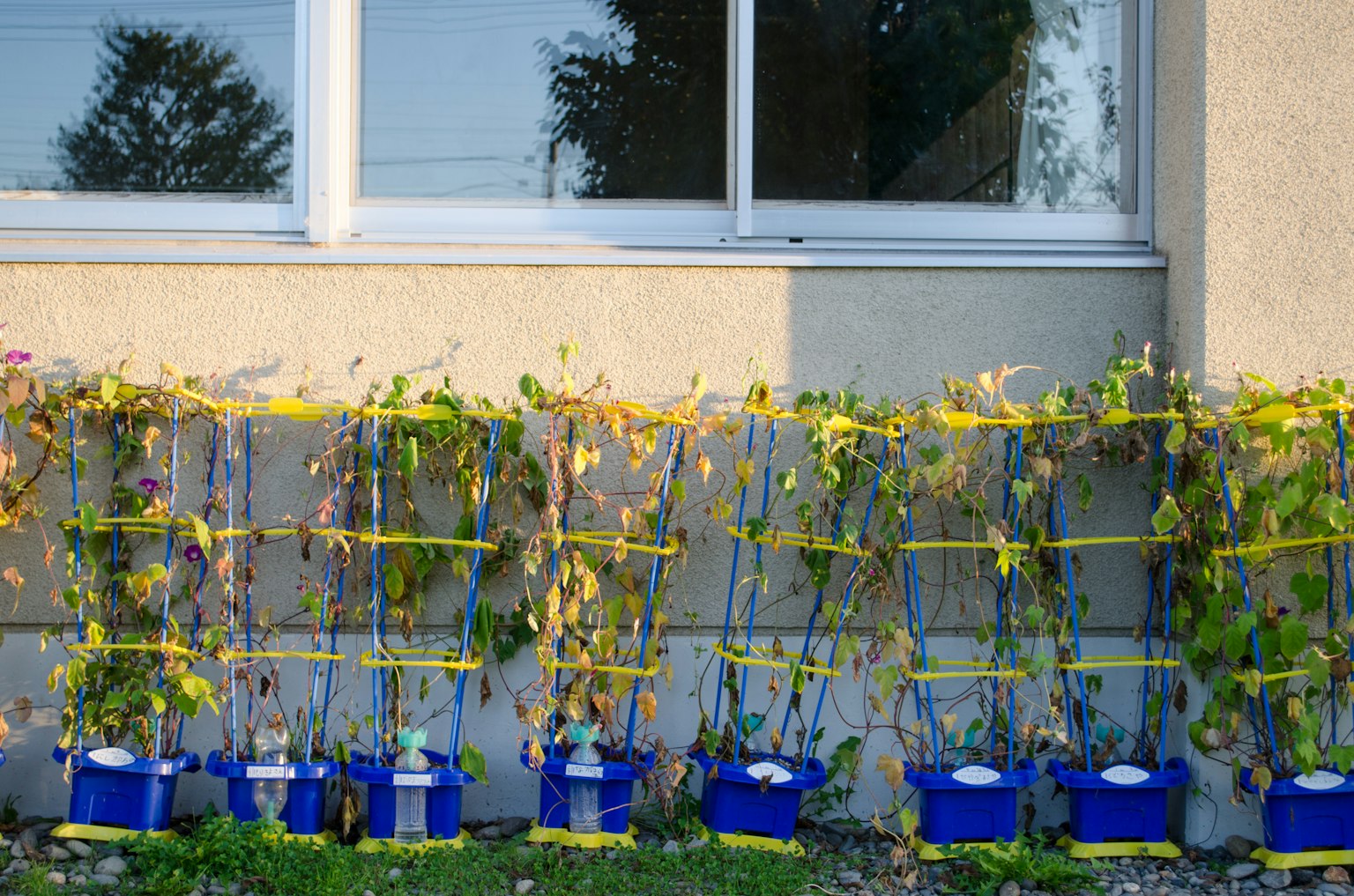 Una fila de plantas en macetas azules dispuestas frente a una ventana
