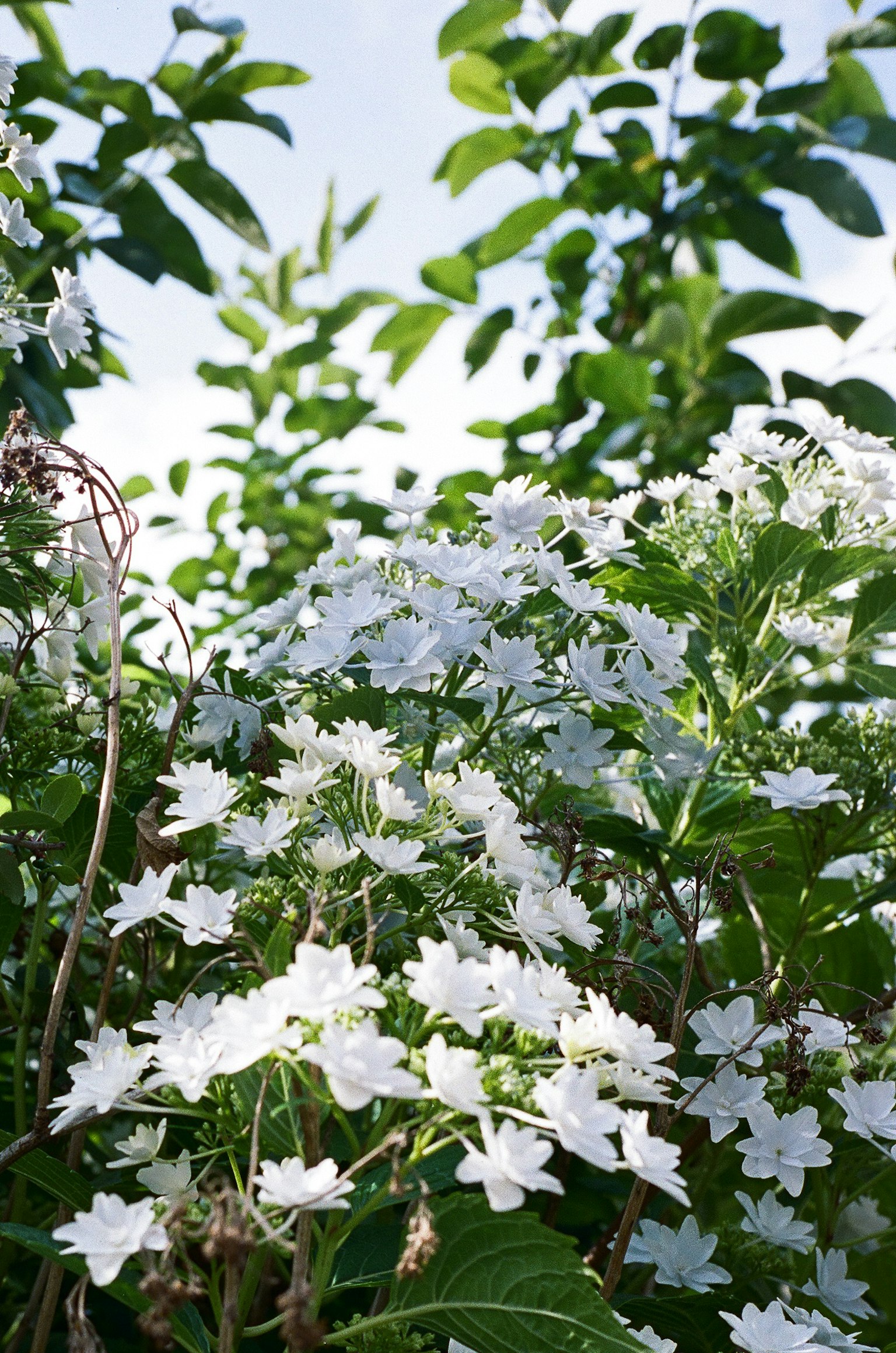 Close-up of white flowers among green leaves