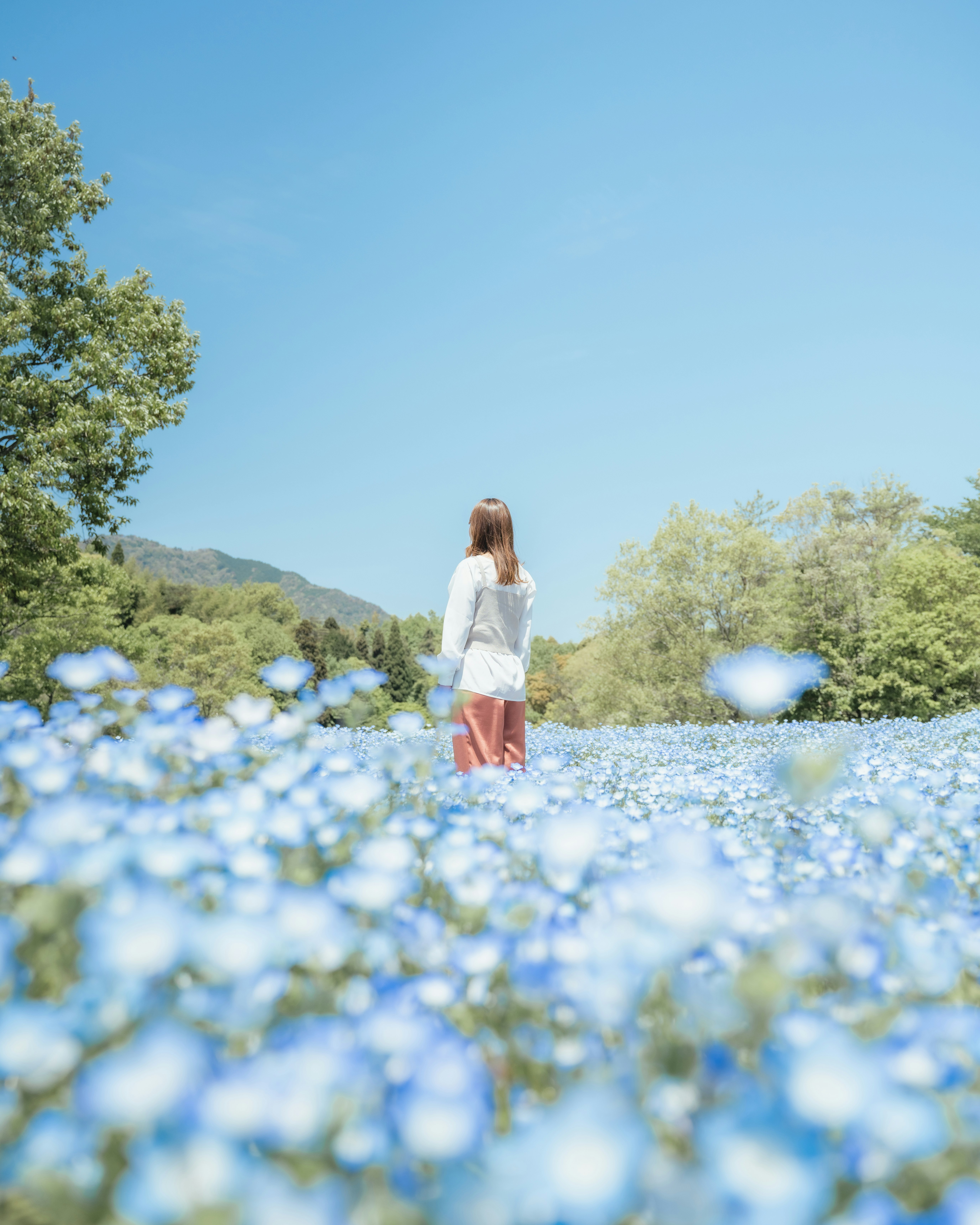 広島市の植物公園で咲くネモフィラの中を歩く女性の後ろ姿の春の風景