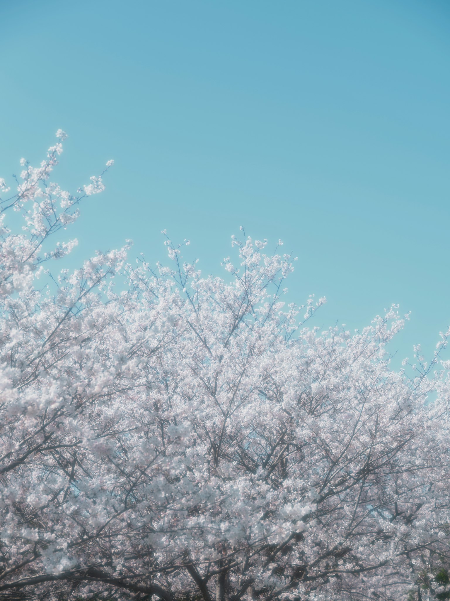 Kirschbaum in Blüte unter einem klaren blauen Himmel