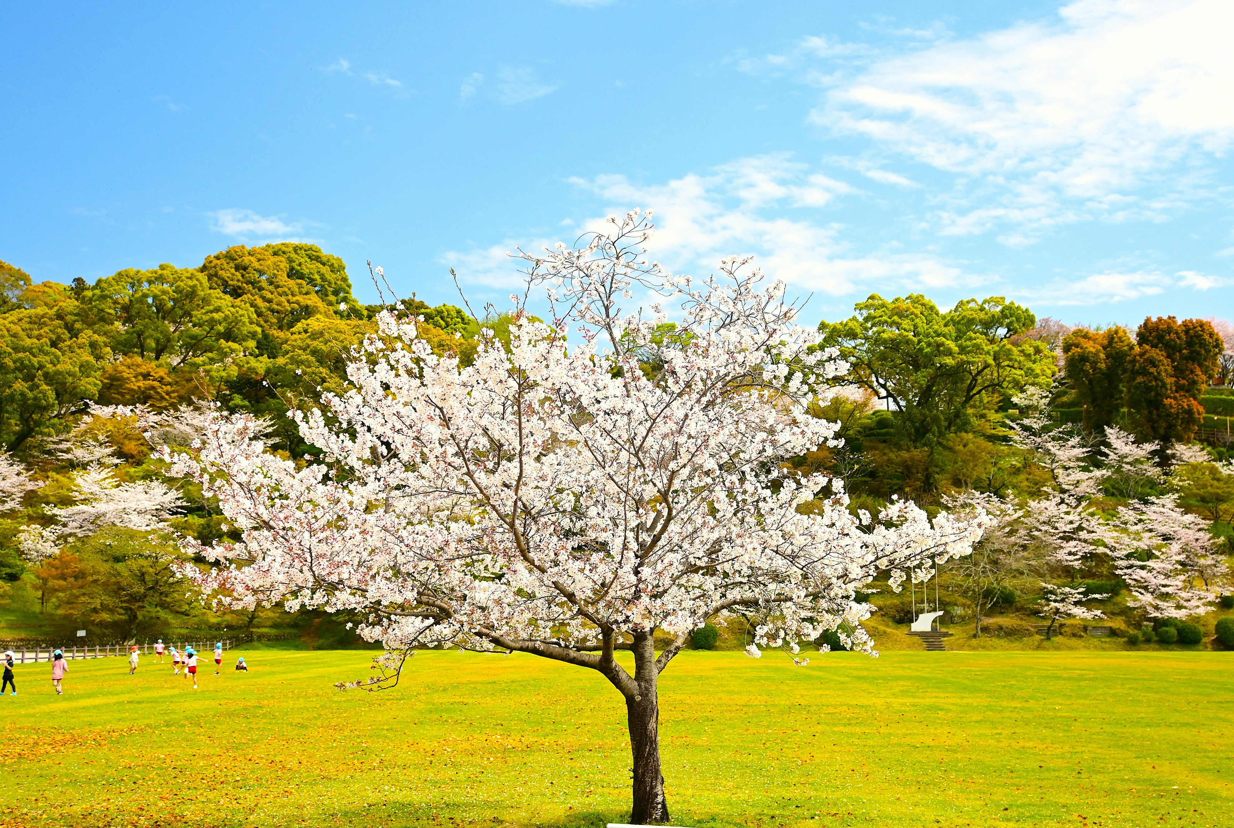 桜の木が映える芝生の公園風景