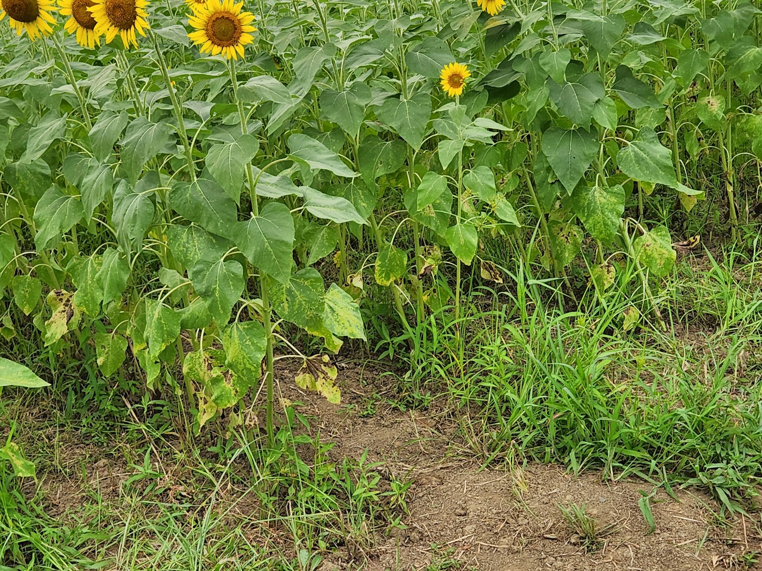 Üppiges Sonnenblumenfeld mit leuchtenden gelben Sonnenblumen