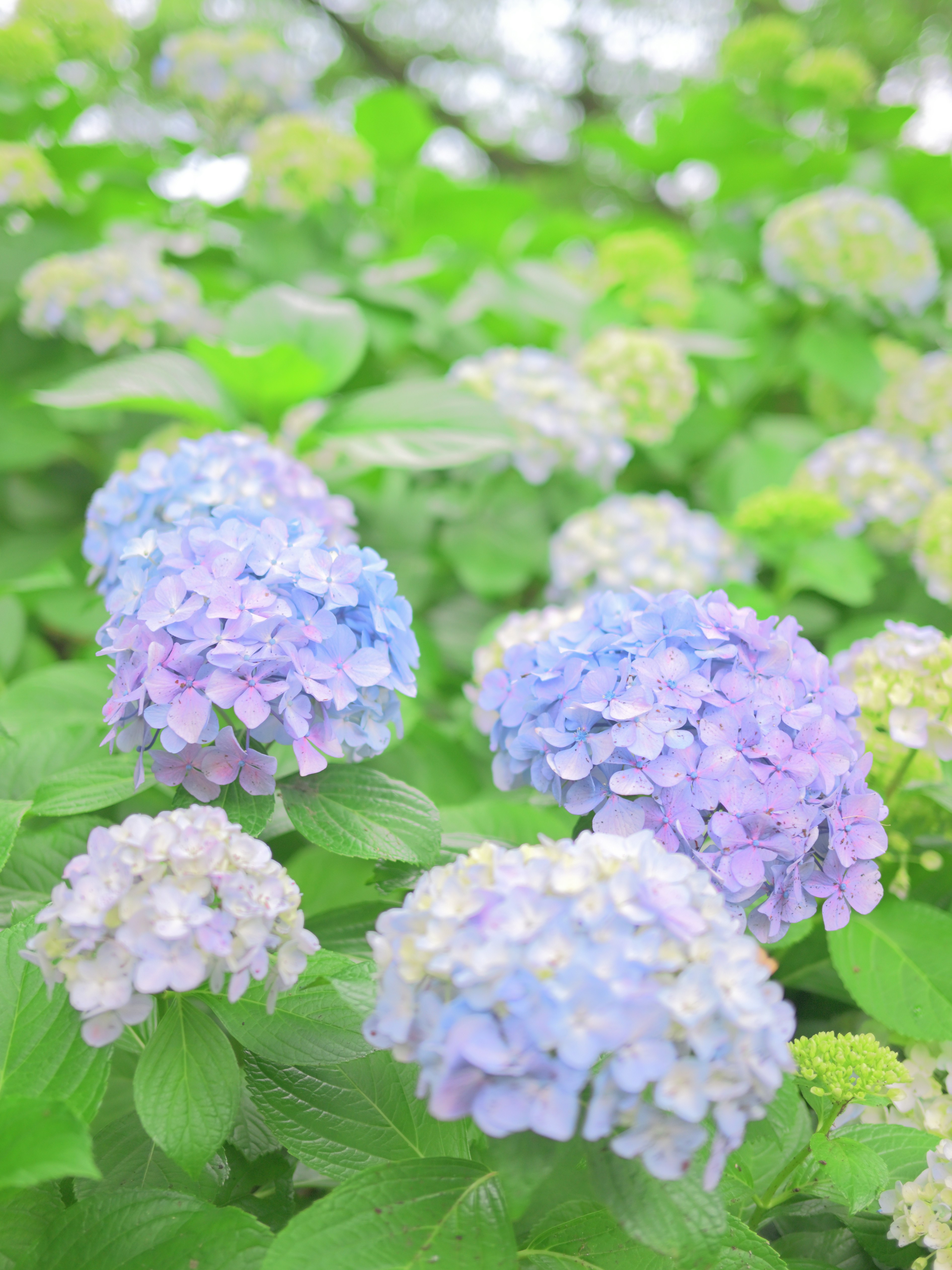 Blaue Hortensienblüten vor üppigem grünem Hintergrund