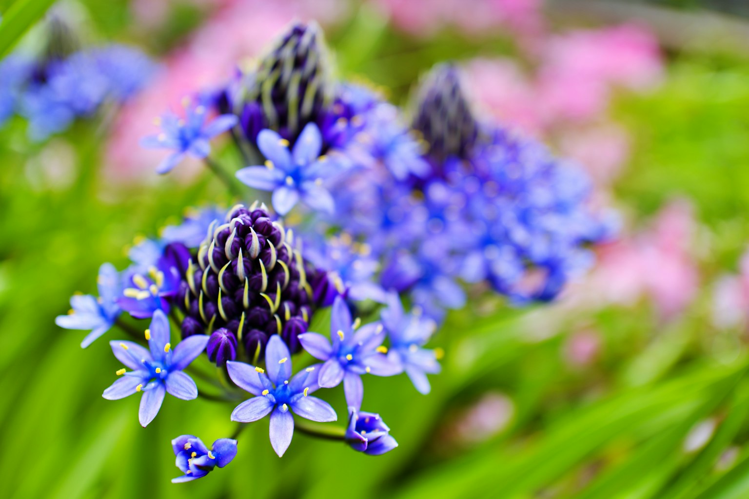 Un grupo de flores azules rodeadas de hojas verdes