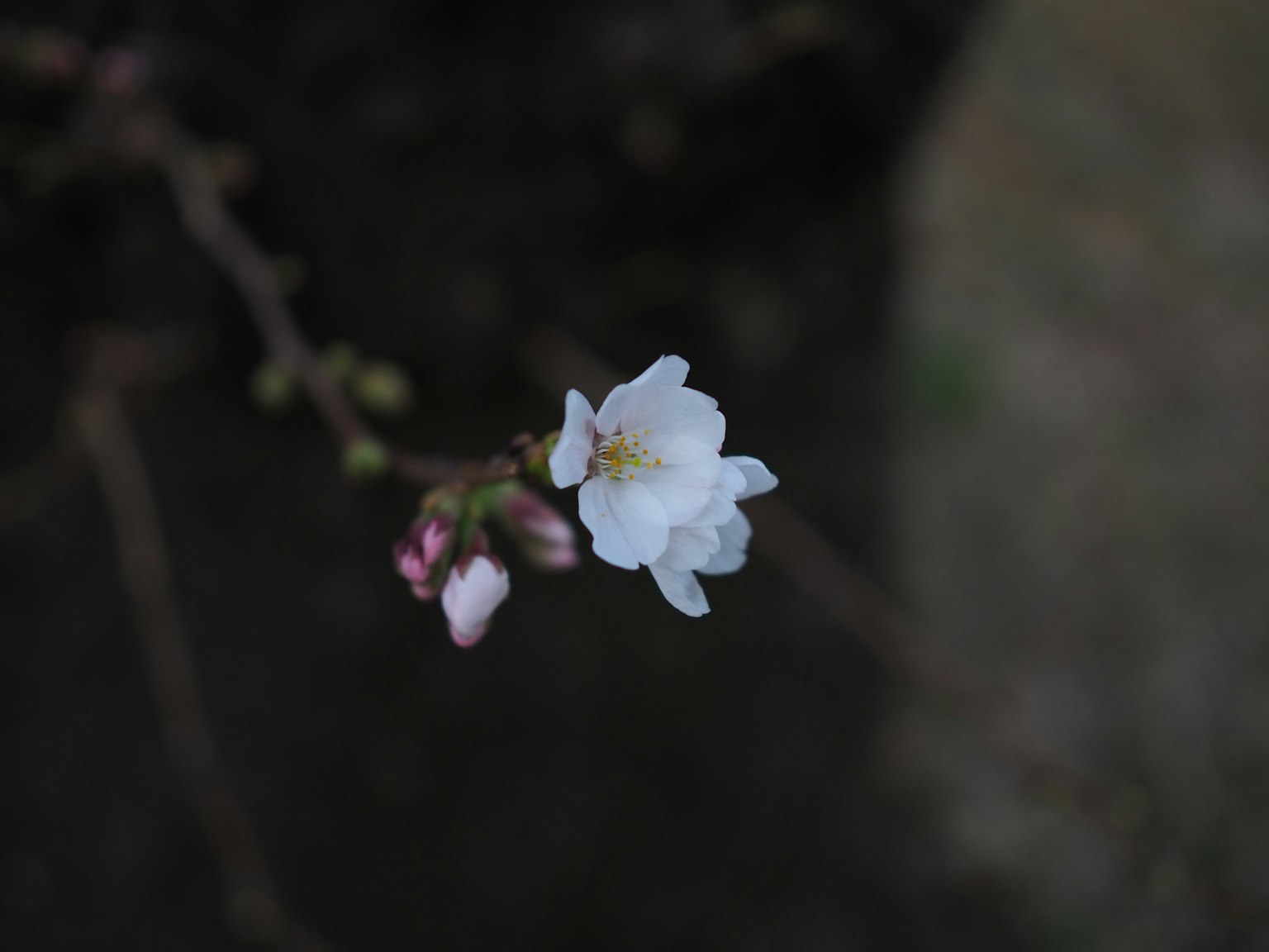 Un ramo con un fiore bianco e gemme rosa
