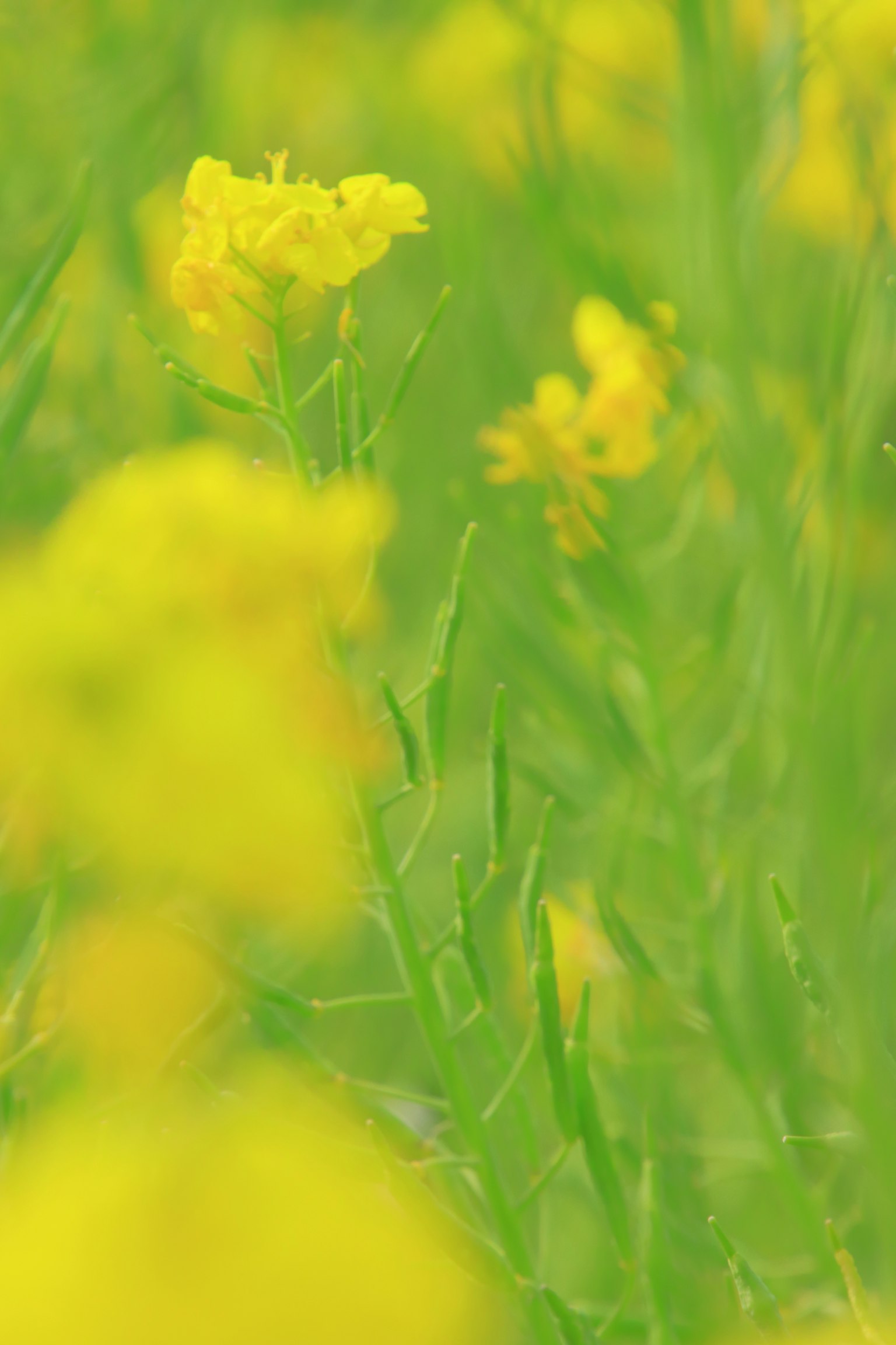 Foto sfocata di un campo verde con fiori gialli in fiore