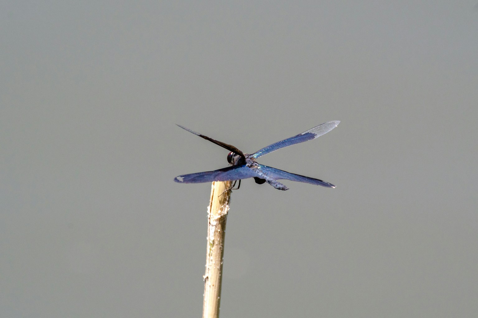 Libellule bleue posée sur un bâton