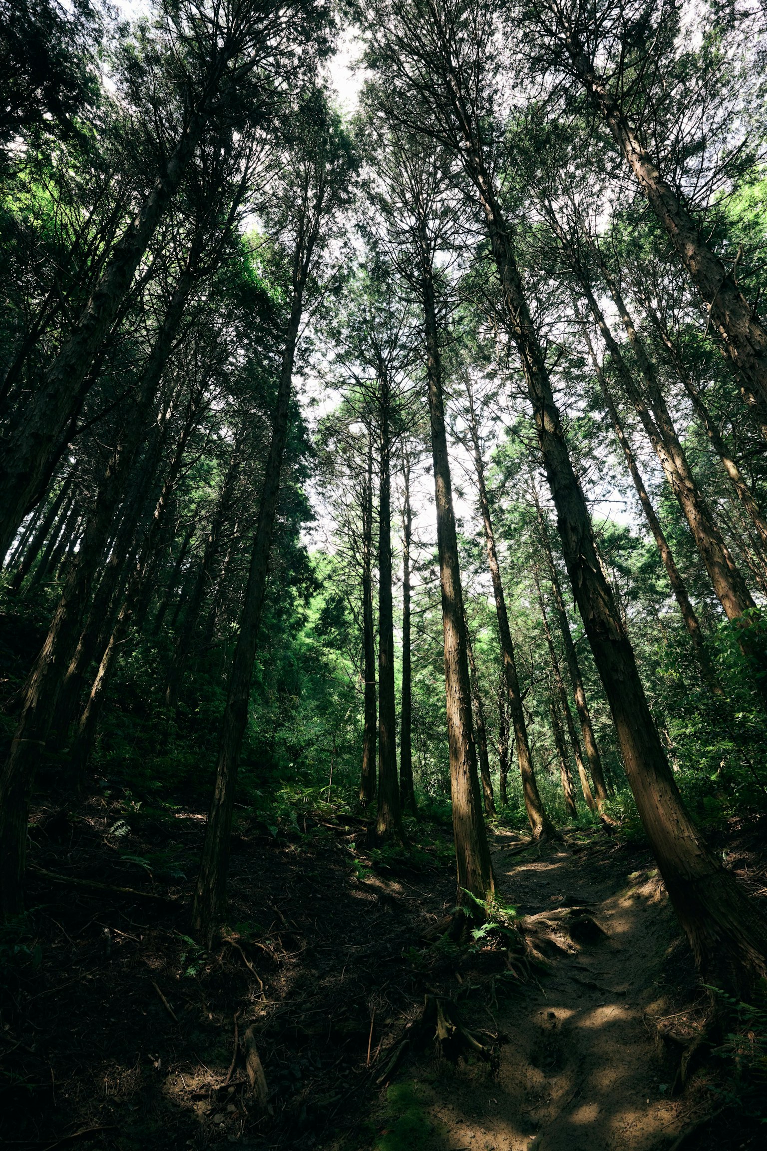 Guarda in alto in una foresta Alberi alti e foglie verdi