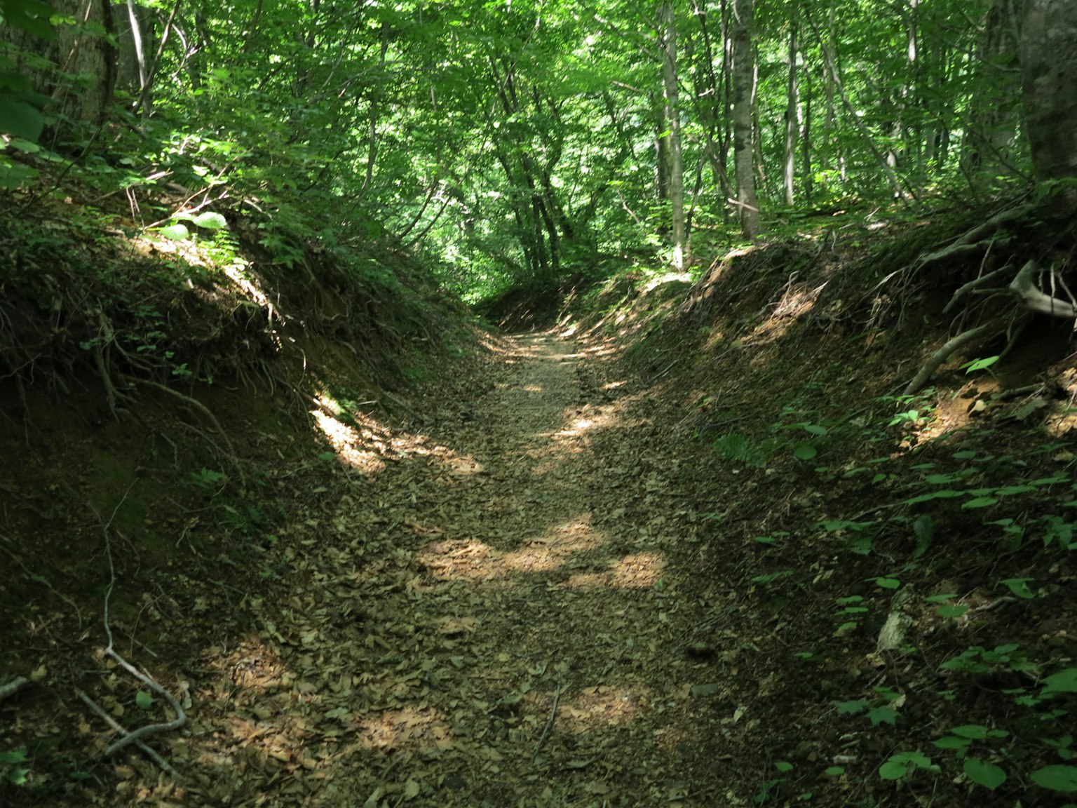 Schmaler Weg in einem üppigen grünen Wald umgeben von Bäumen