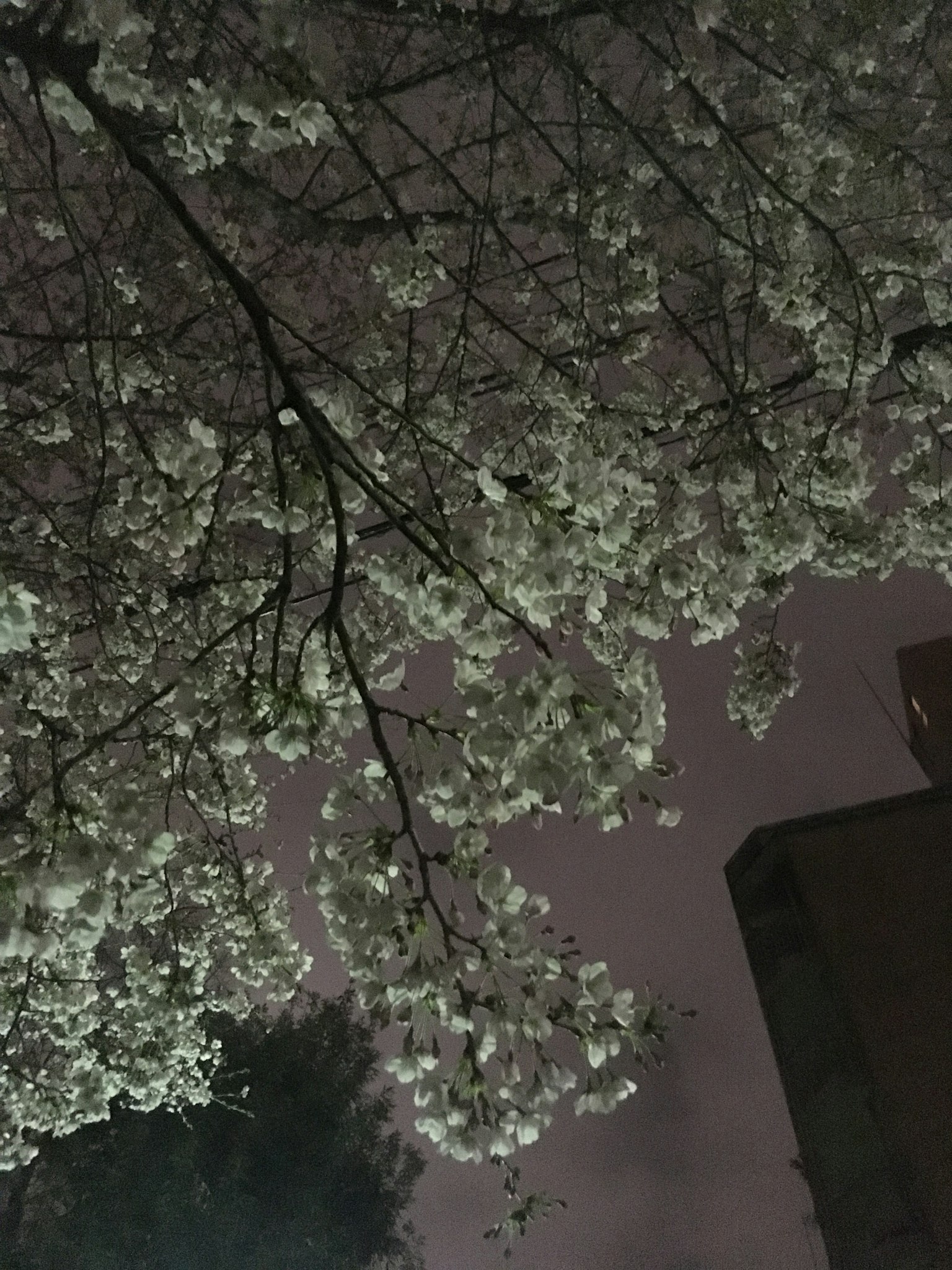 夜晚的樱花和建筑轮廓