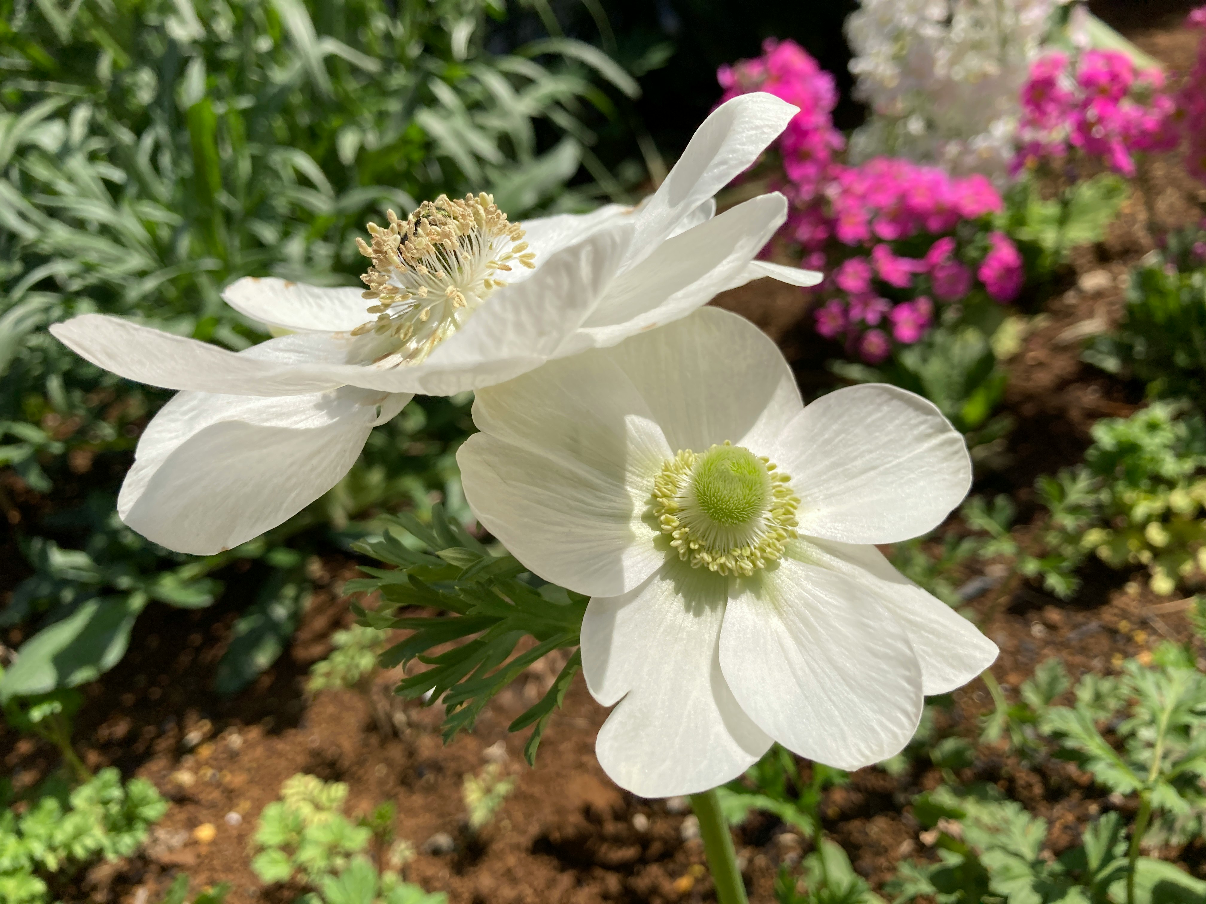 flores de anémona blancas floreciendo en un parterre
