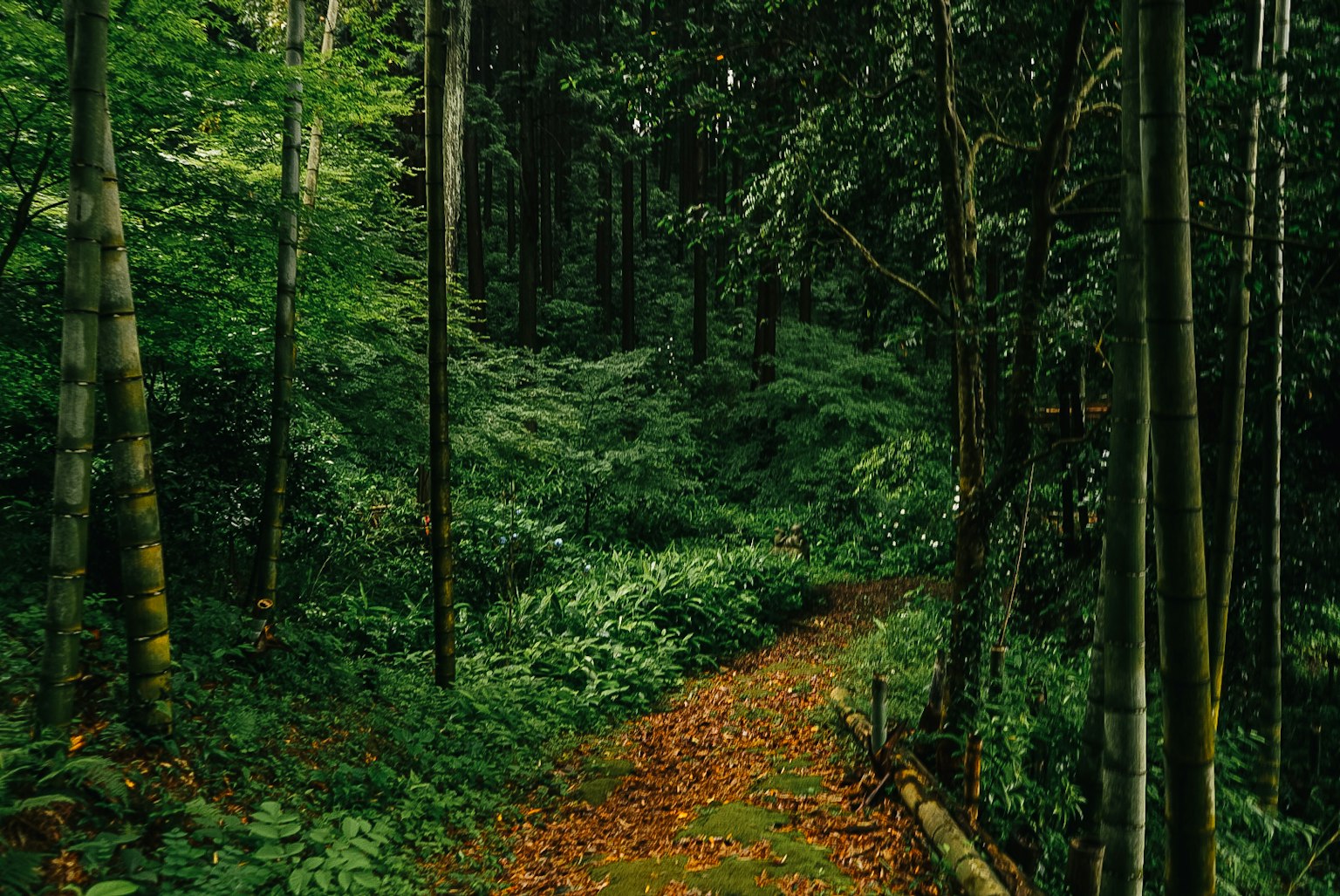 Lush green forest path surrounded by dense vegetation