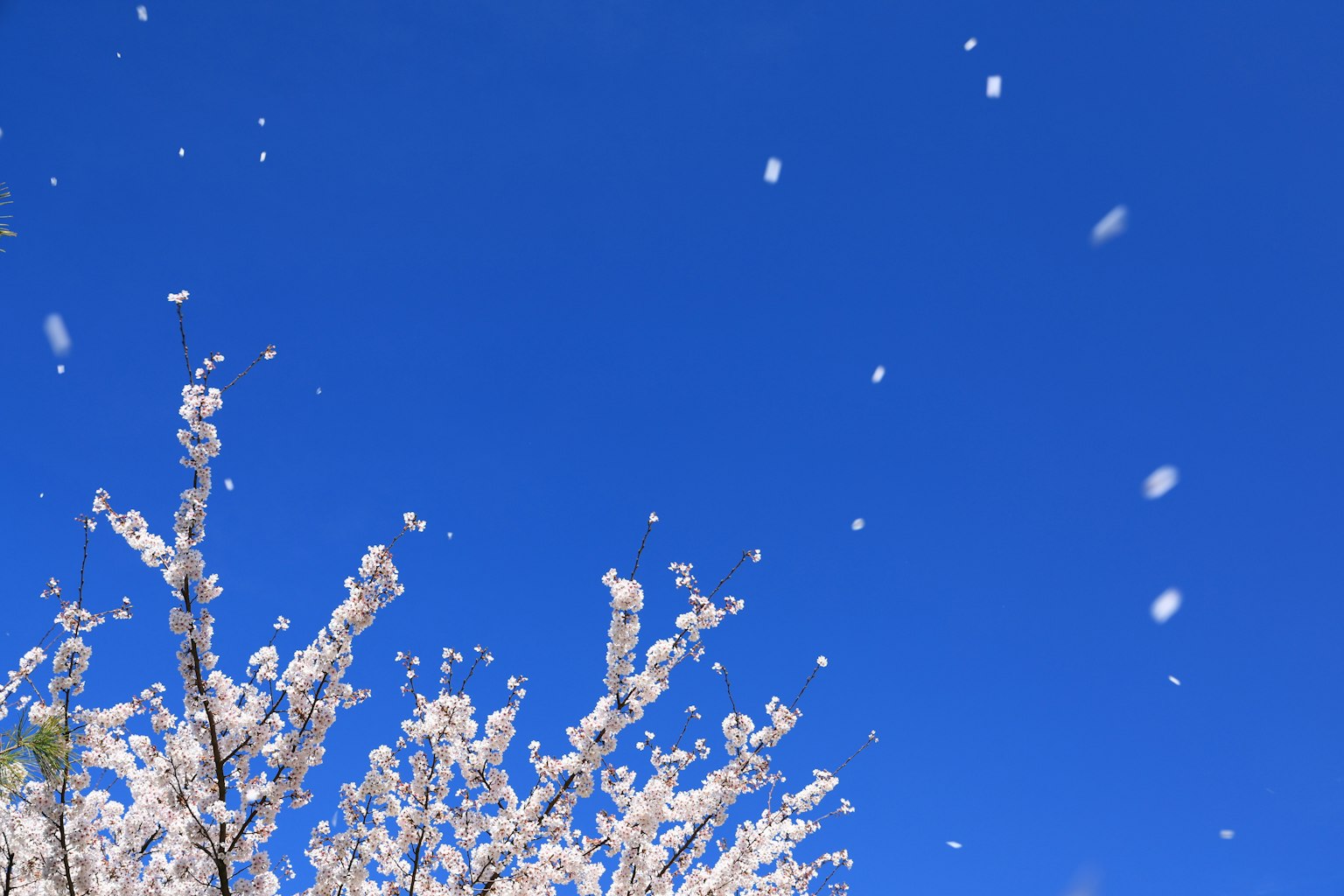 Bunga sakura yang beterbangan di latar belakang langit biru cerah