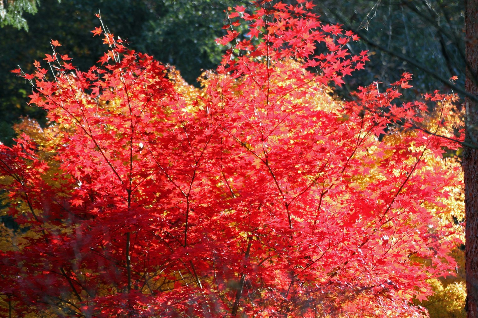 Vibrant red foliage of trees in an autumn landscape