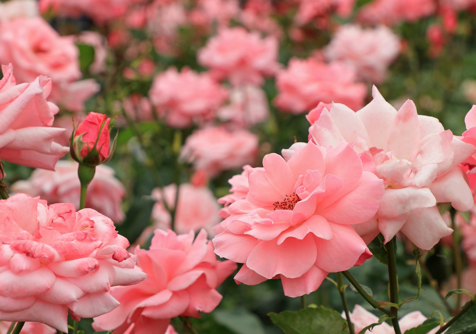 Una hermosa escena de jardín llena de rosas rosas en flor