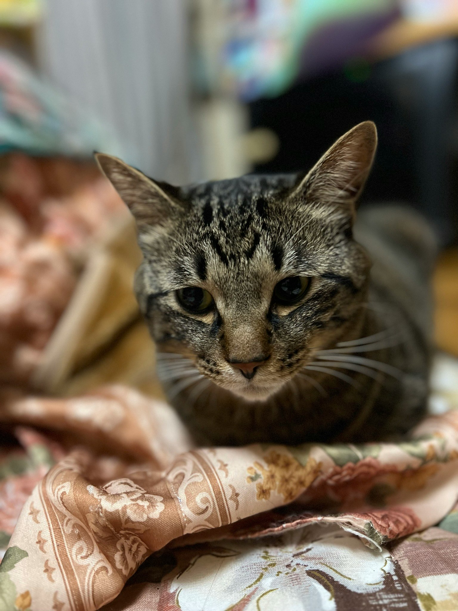 Eine Katze ruht auf einem gemusterten Stoff