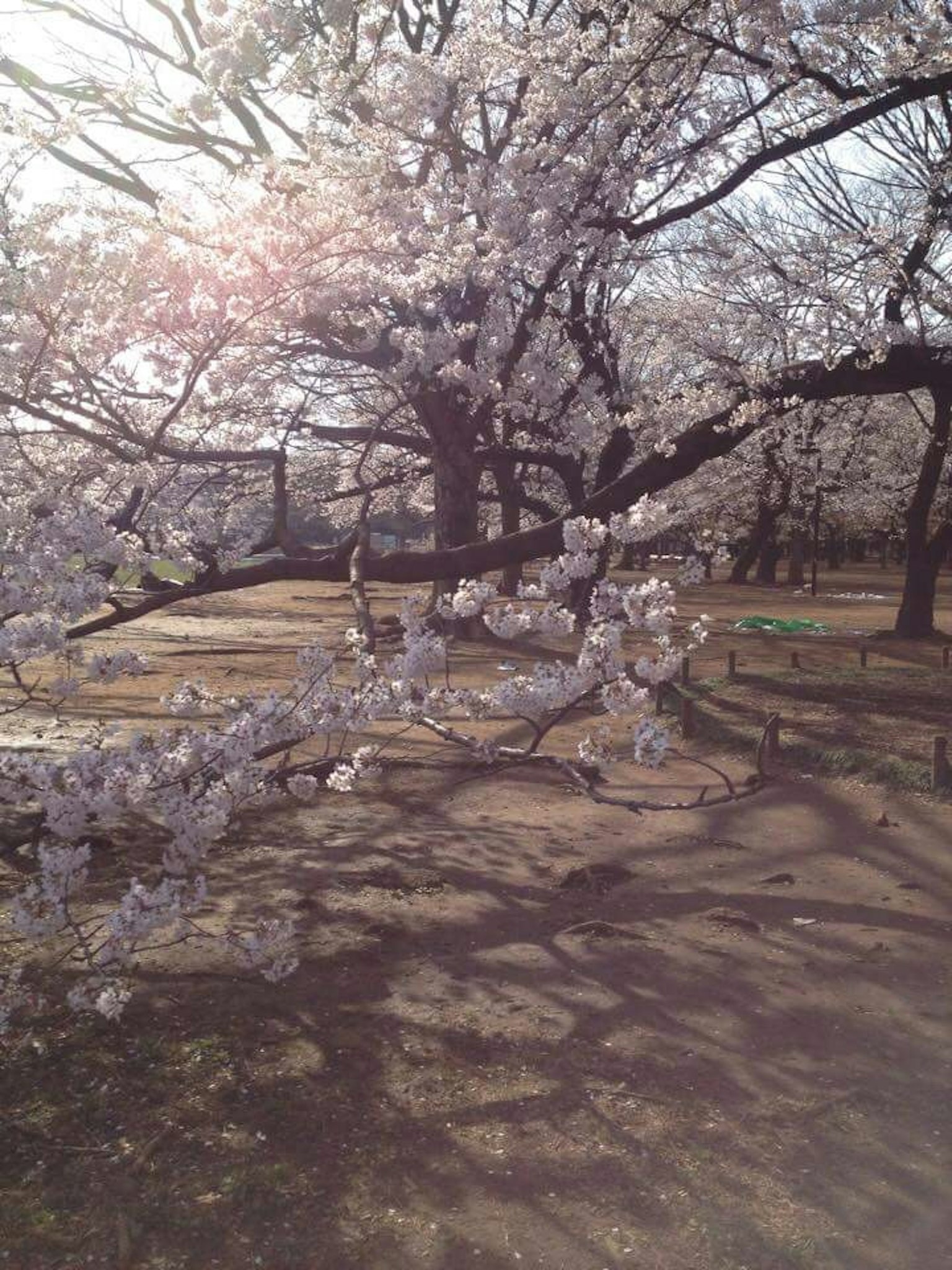 Vue de cerisiers en fleurs dans un parc