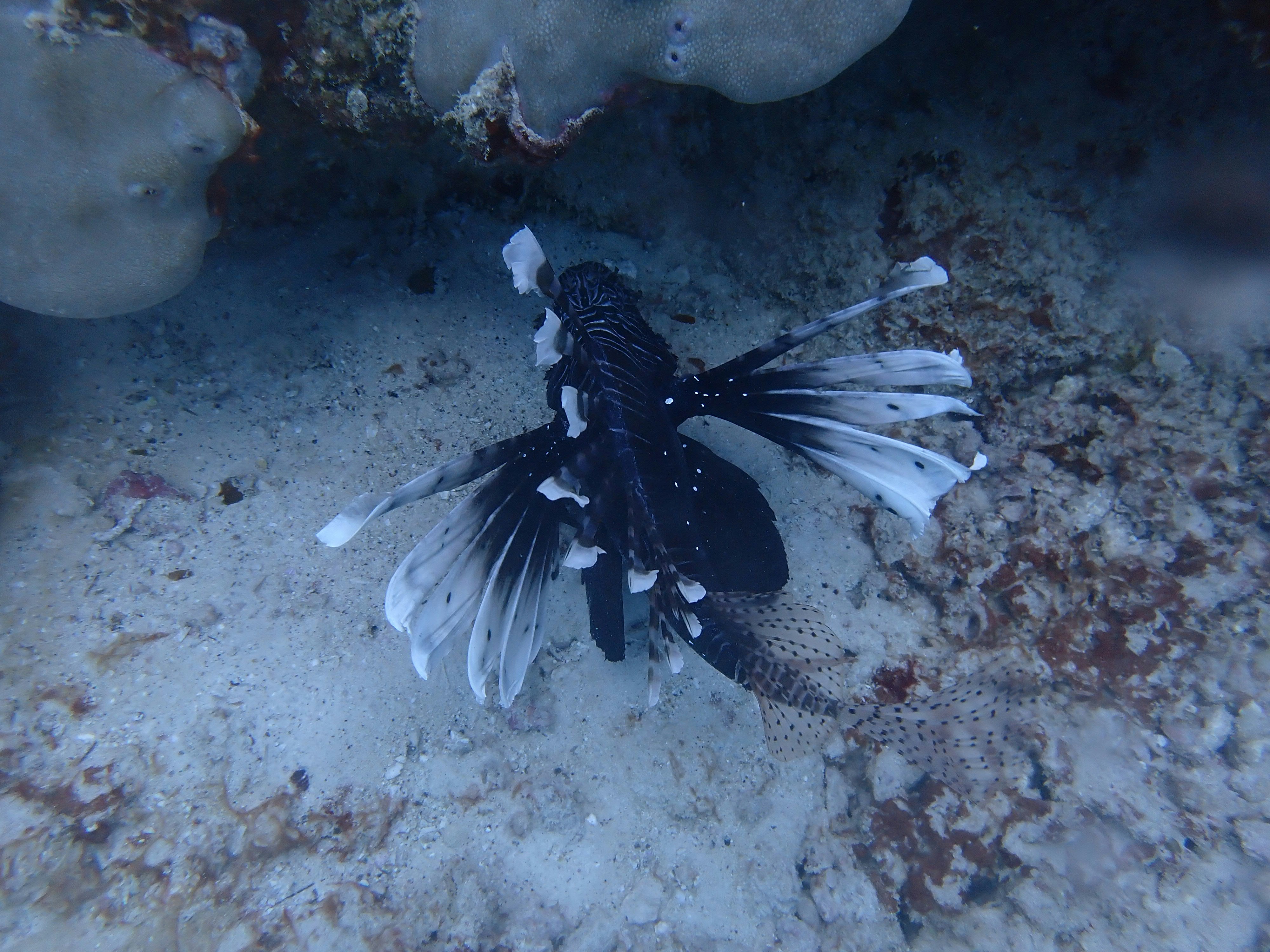 海底の砂地にいる黒と白の魚