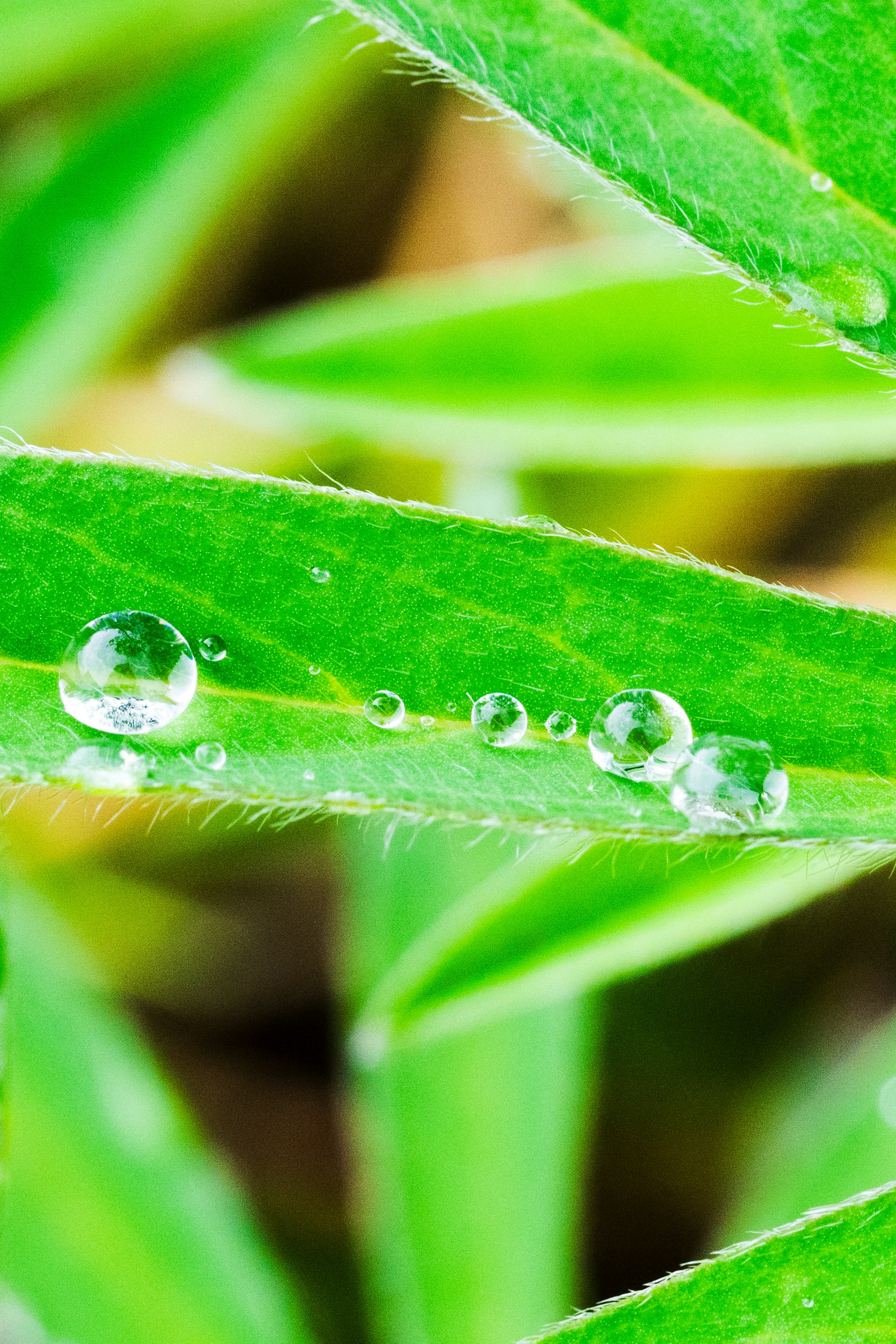 Imagen en primer plano de gotas de agua sobre hojas verdes