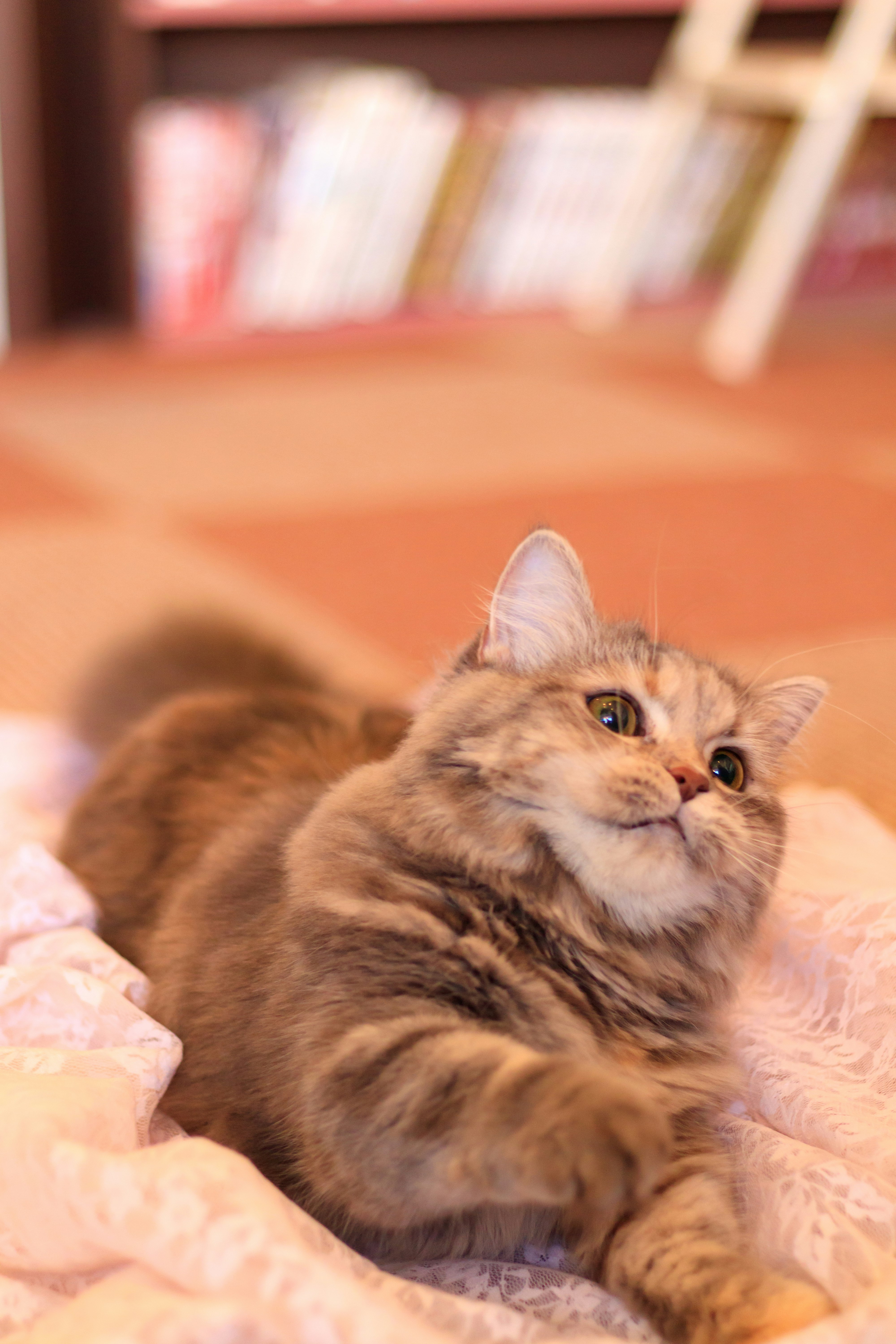 毛並みのふわふわした子猫がベッドでくつろぐ
