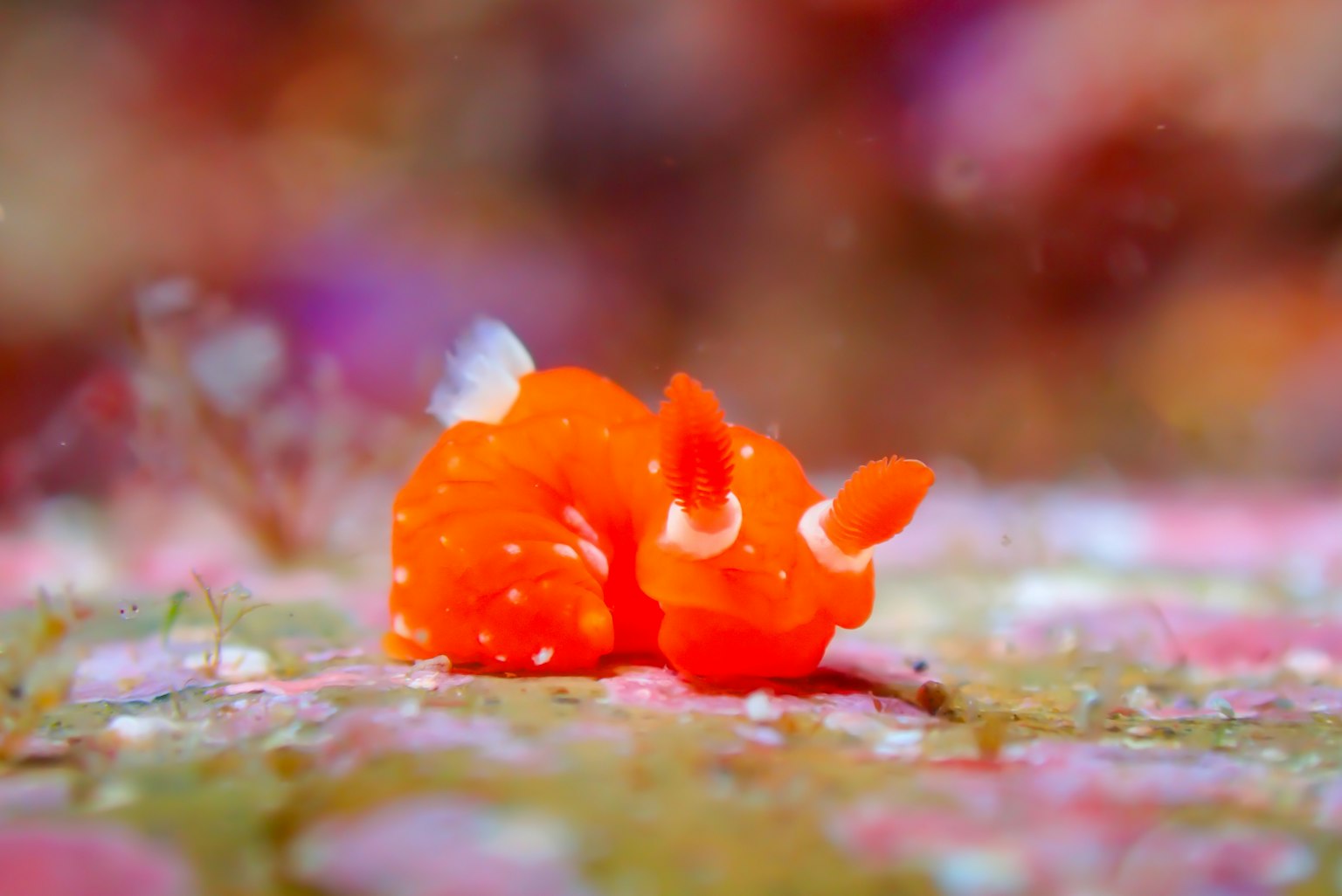 Ein leuchtend orangefarbenes Meereswesen ruht auf rosa Algen in einem verschwommenen Unterwasserhintergrund