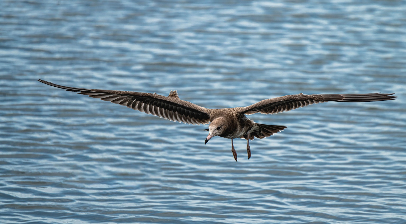Ein Vogel, der über die Wasseroberfläche fliegt