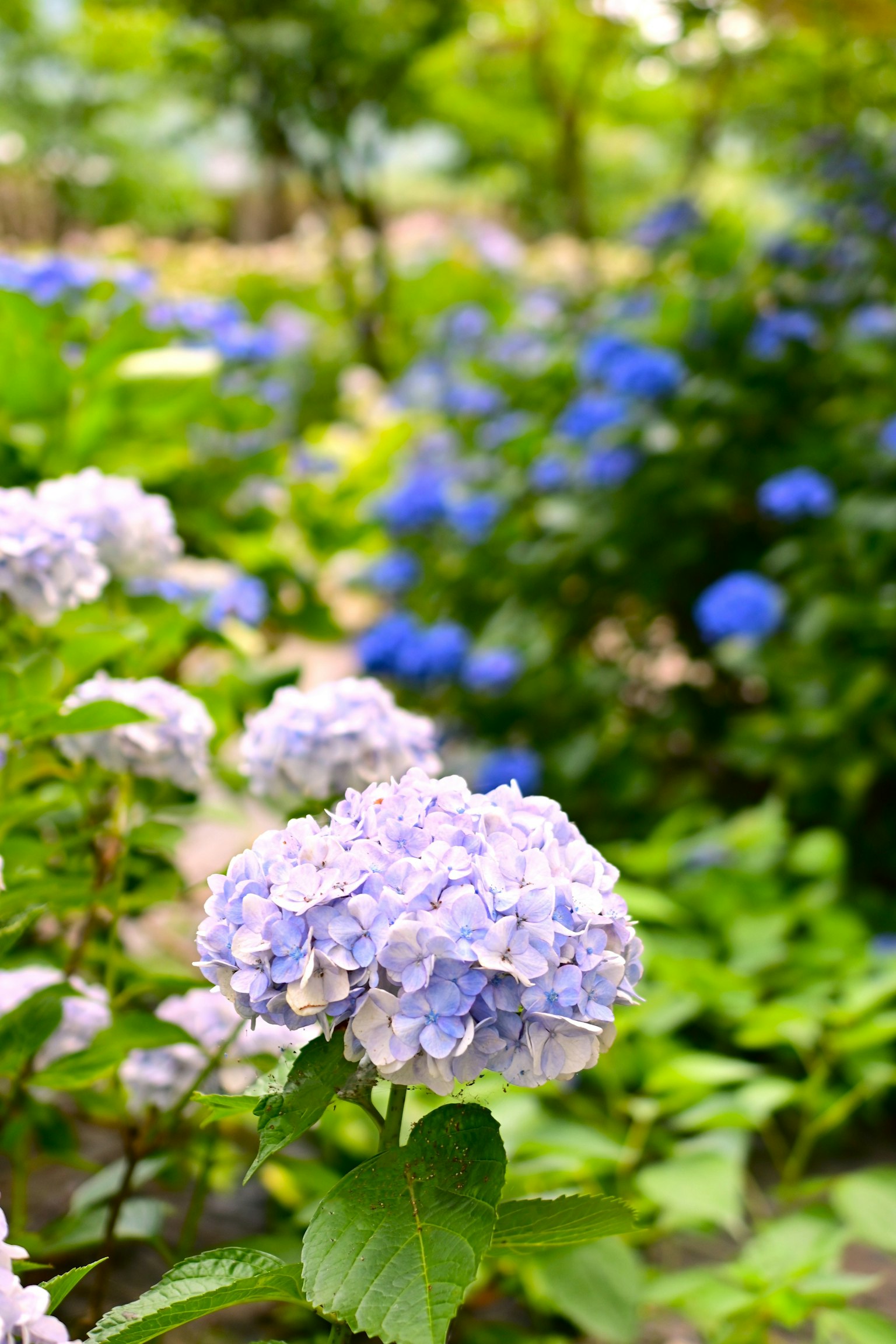 ทิวทัศน์สวนที่มีดอกไฮเดรนเยียสีน้ำเงินบาน