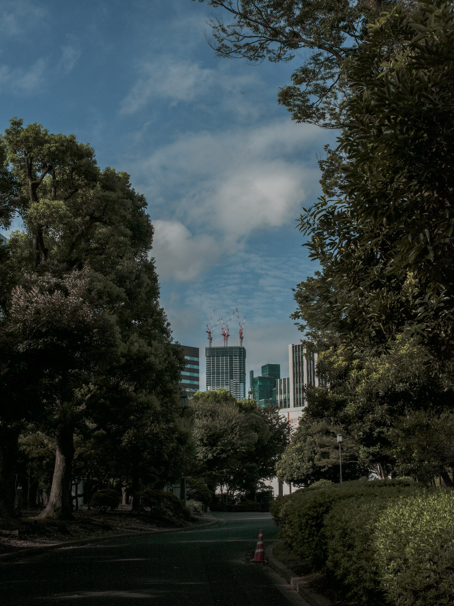 Vegetazione lussureggiante in un parco urbano con alti edifici sullo sfondo