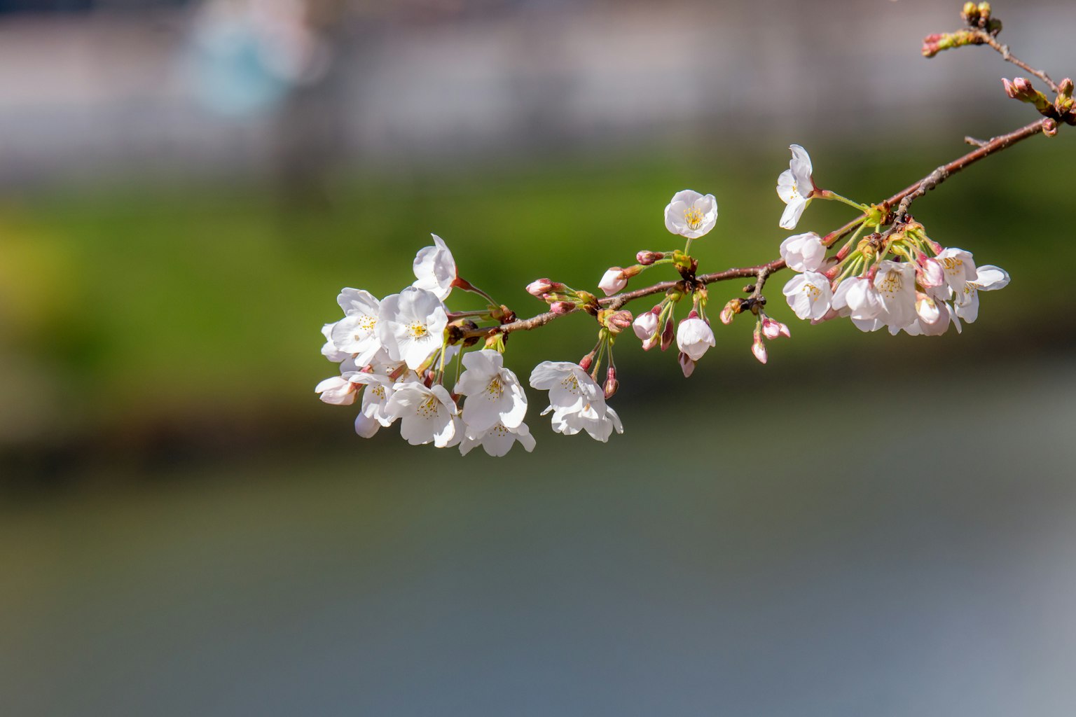 Nahaufnahme eines Kirschbaumzweigs mit weißen Blüten verschwommene Wasseroberfläche im Hintergrund