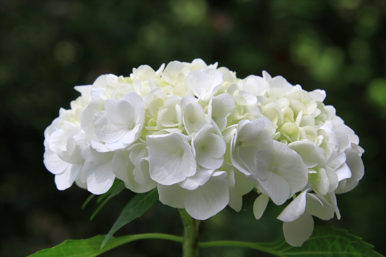 Ein Cluster von weißen Hortensienblüten umgeben von grünen Blättern