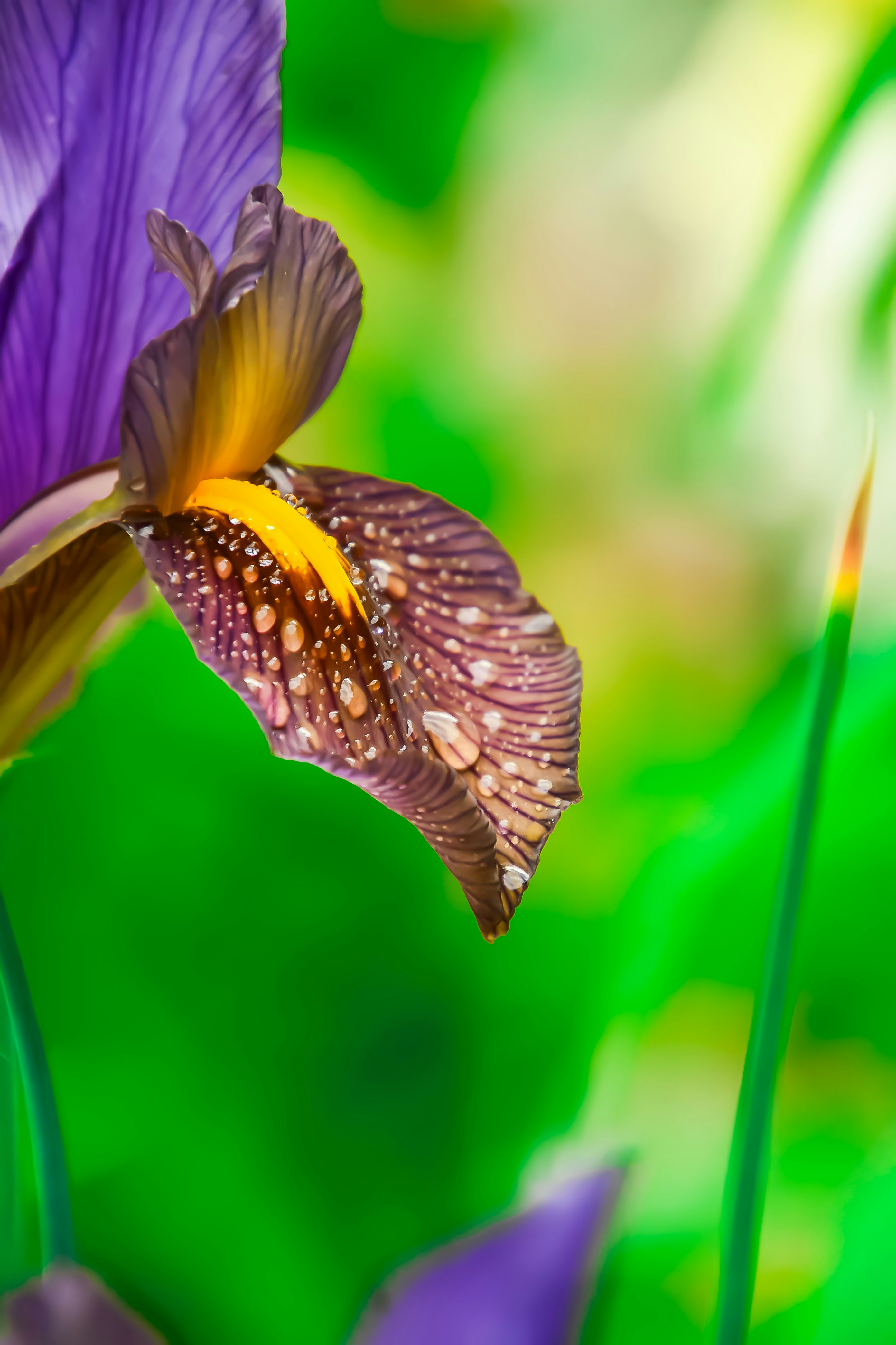 macro of purple petals with raindrops after rain