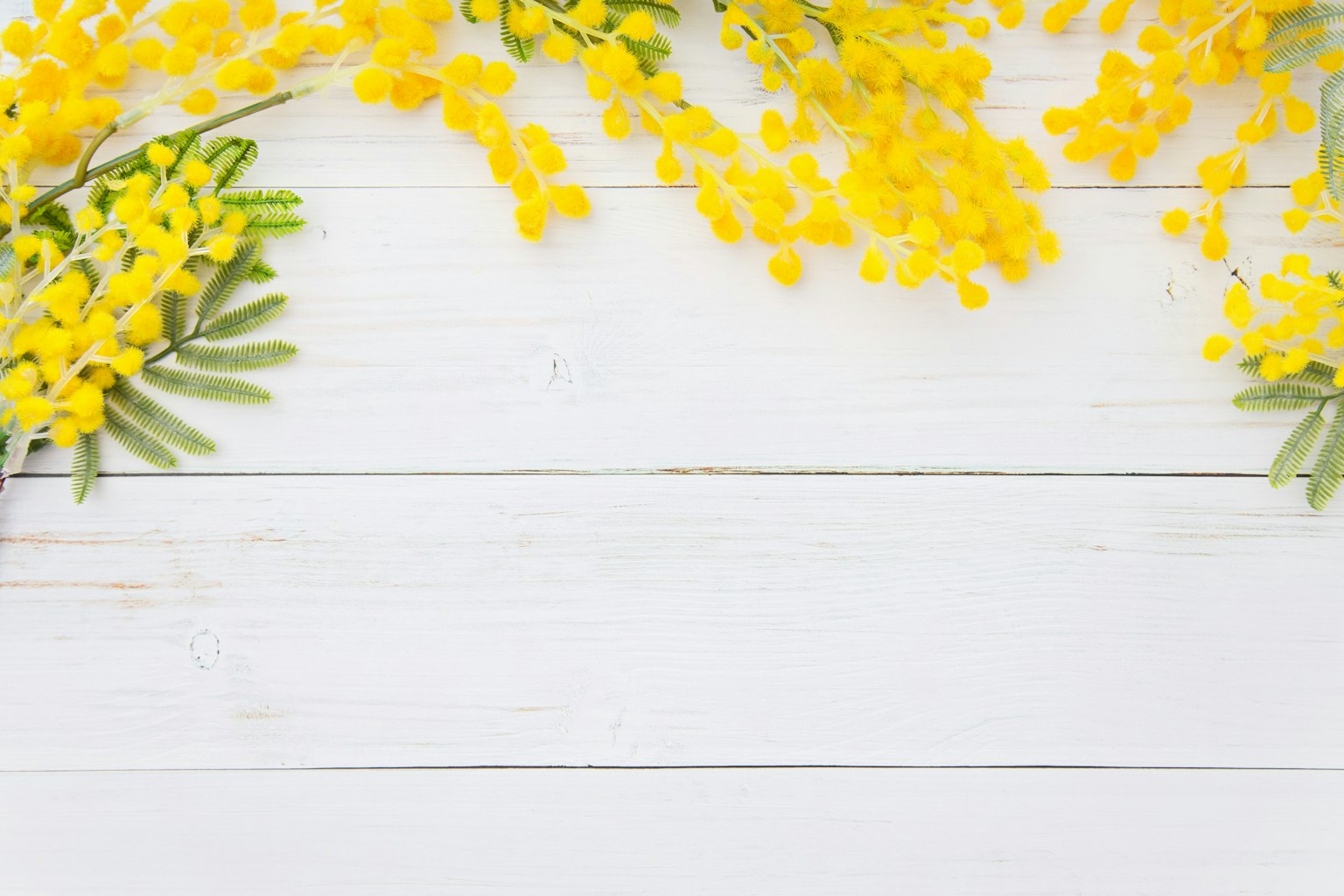 Fleurs de mimosa jaunes disposées sur une table en bois blanc