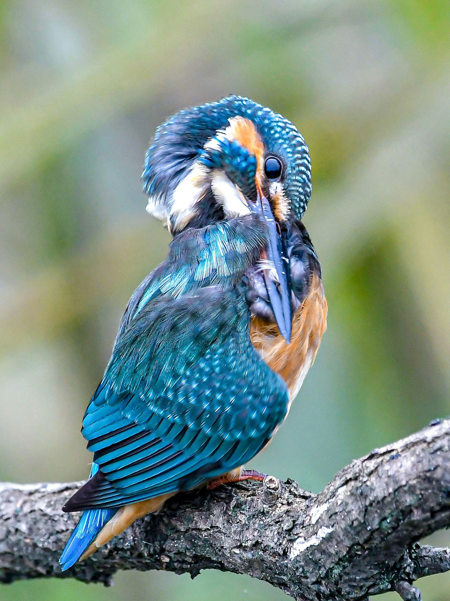 Un martinete con plumas vibrantes azules y naranjas posado en una rama