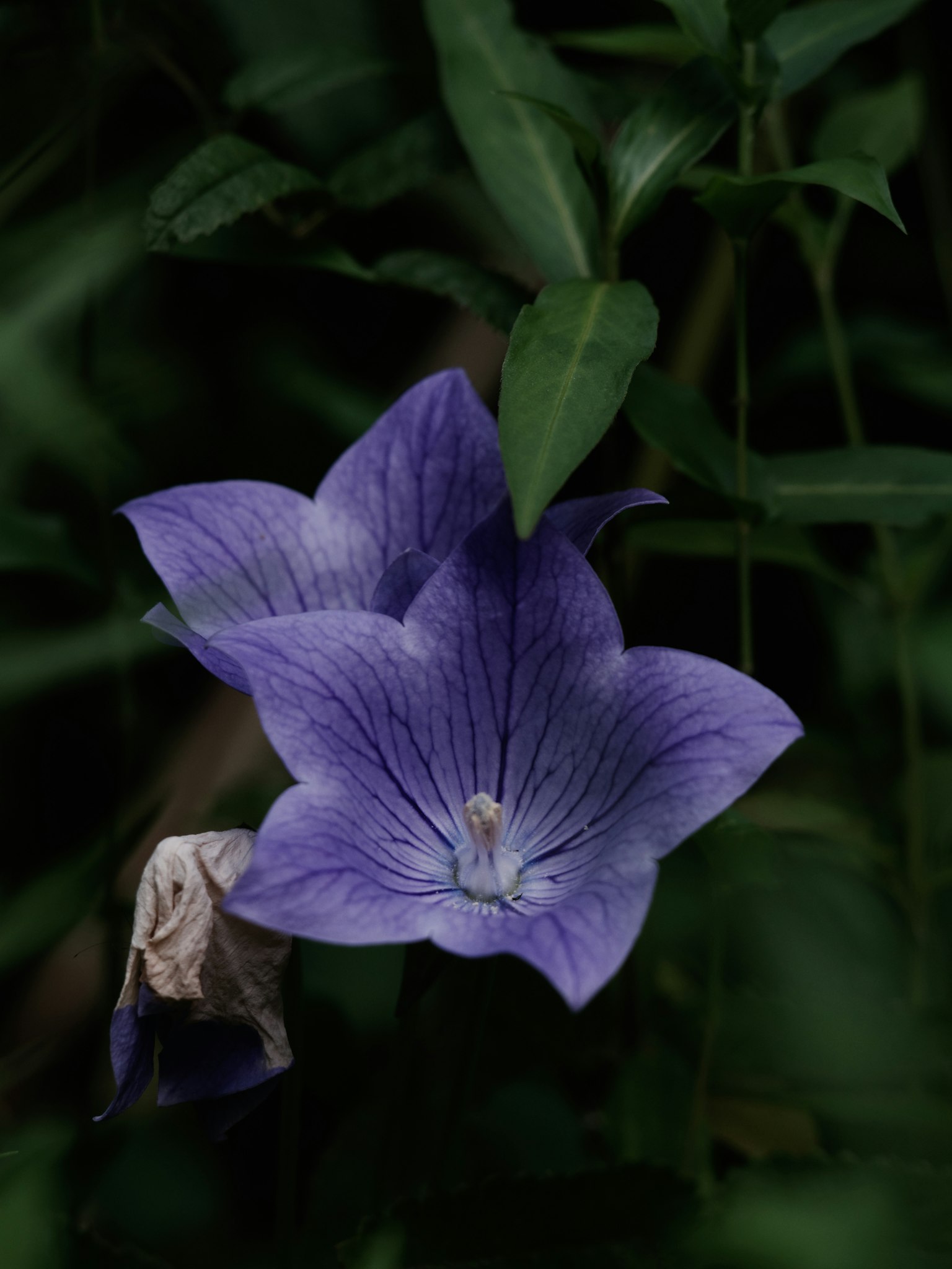 深色背景中的紫色花和绿色叶子