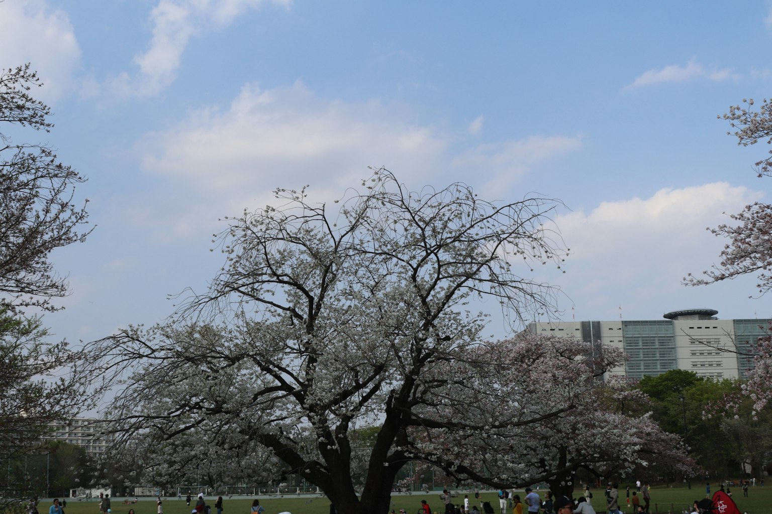 Pohon sakura yang mekar di bawah langit biru dengan orang-orang di taman