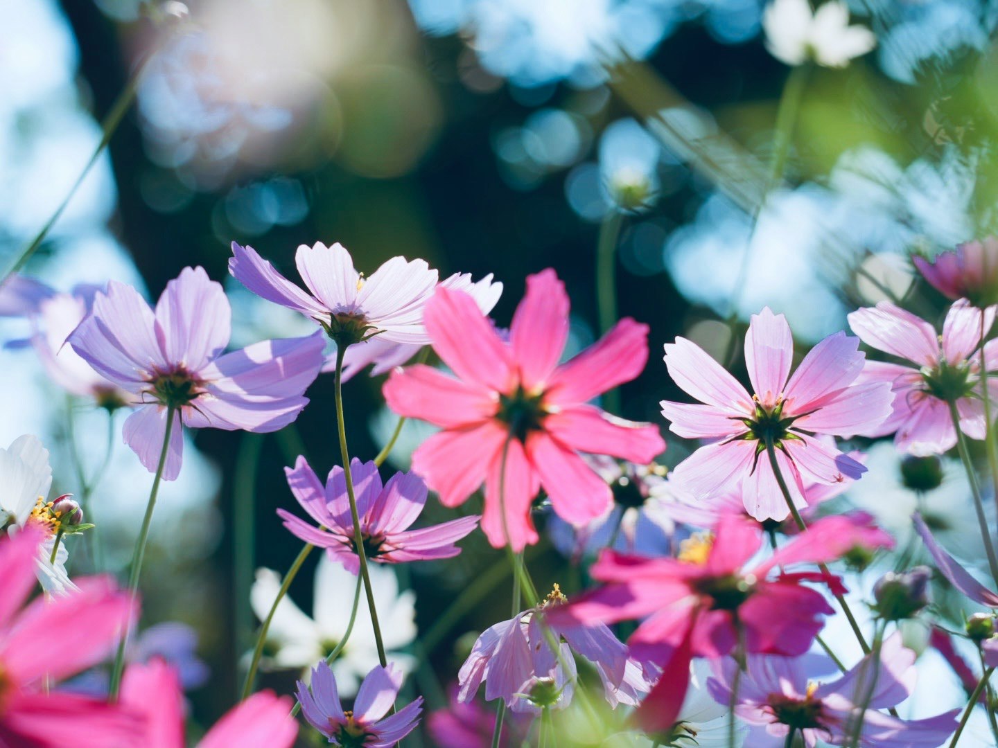 Colorful cosmos flowers in bloom close-up